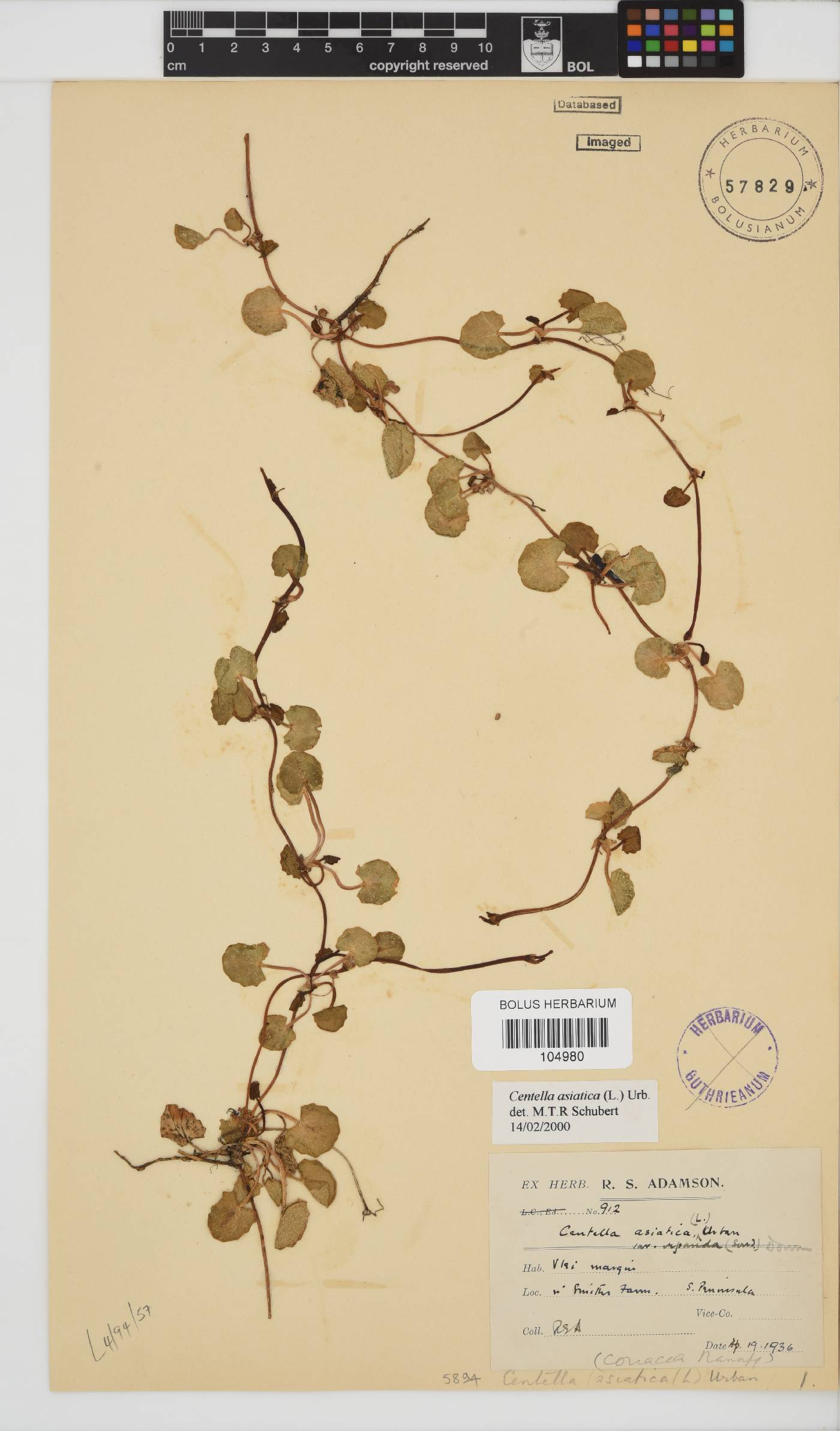 Centella asiatica image