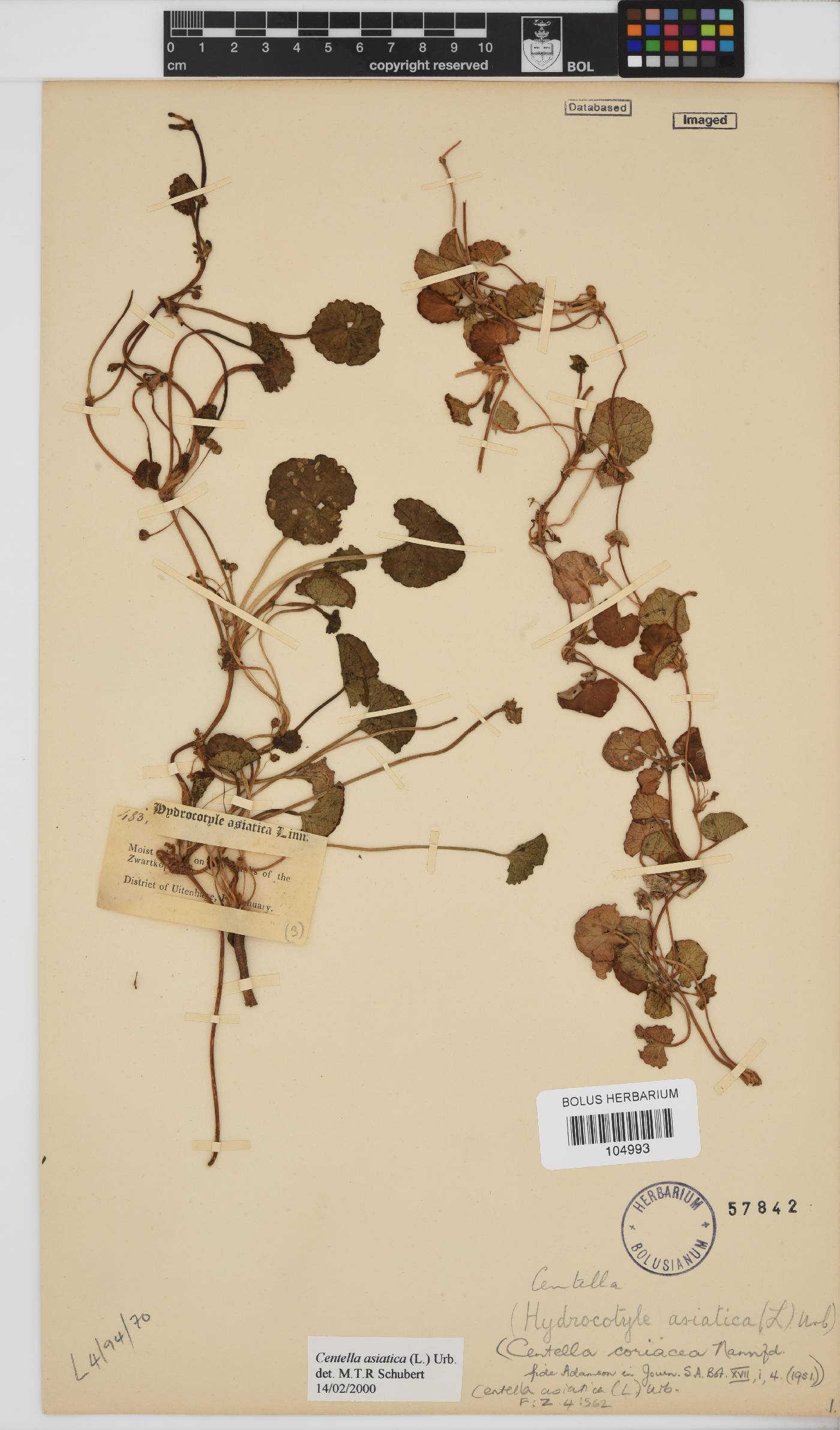 Centella asiatica image