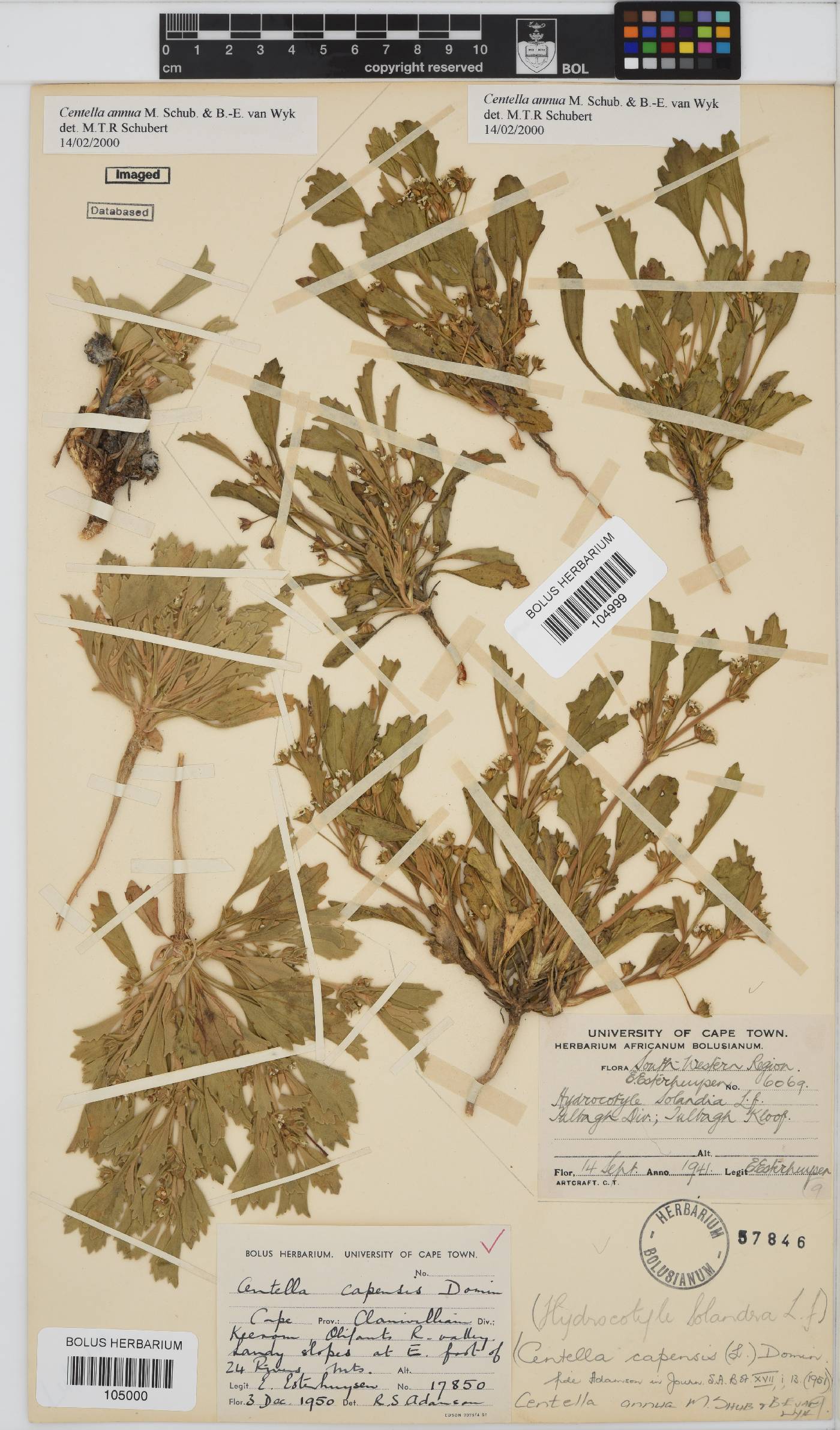 Centella annua image