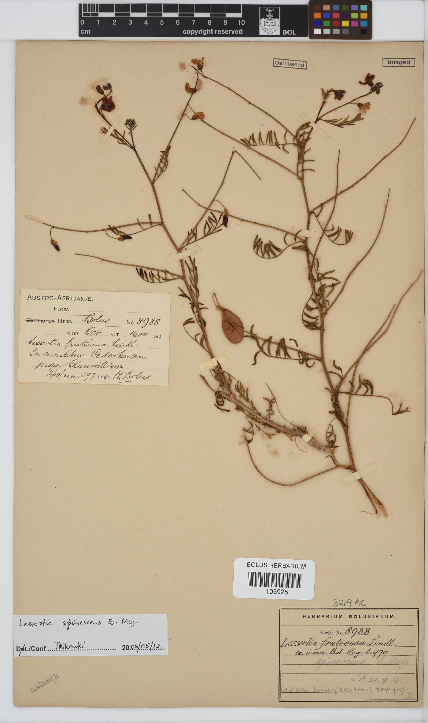 Lessertia spinescens image