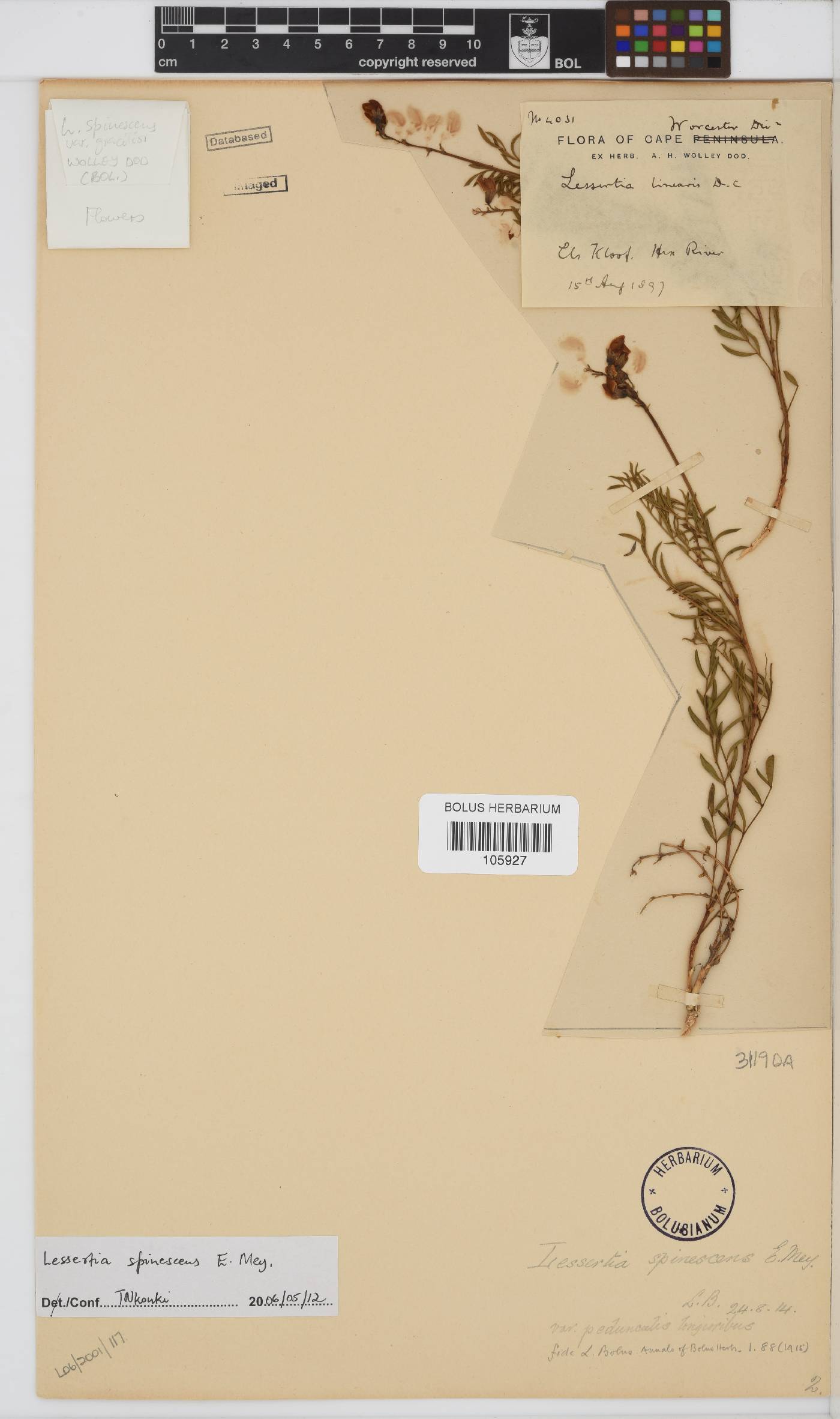 Lessertia spinescens image