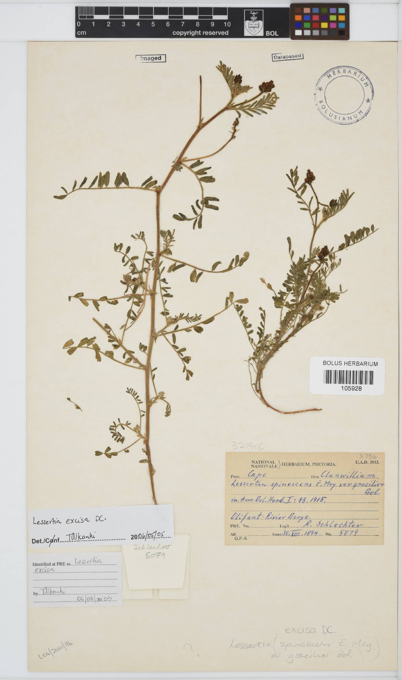 Lessertia excisa image