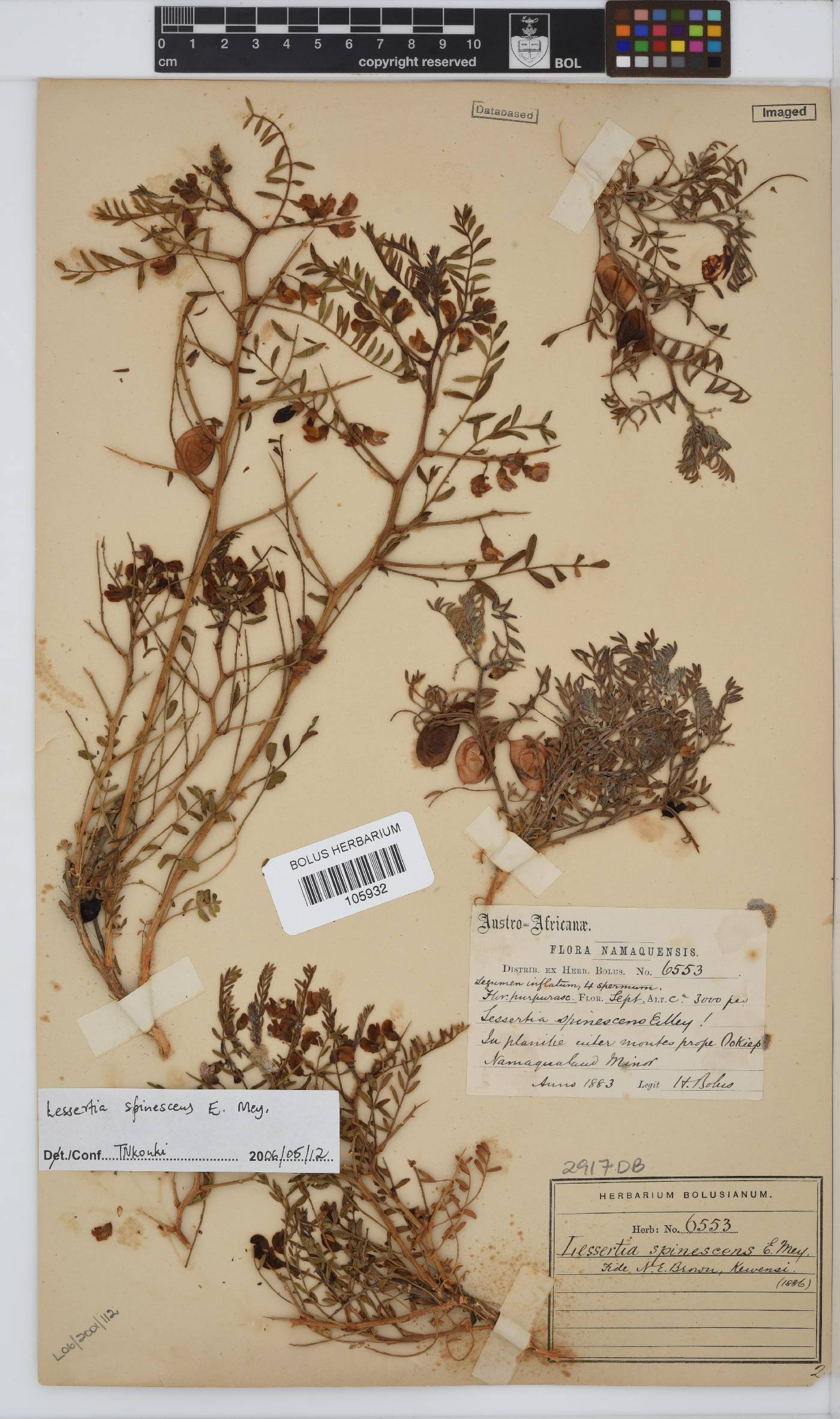 Lessertia spinescens image