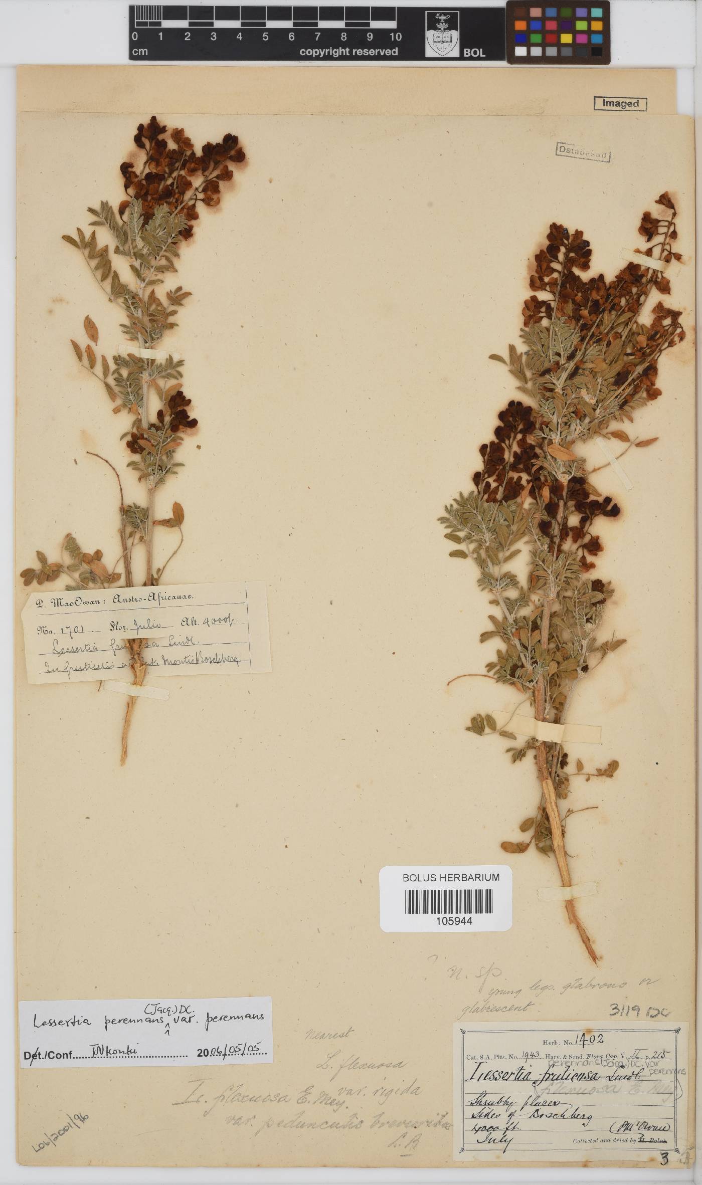Lessertia perennans image