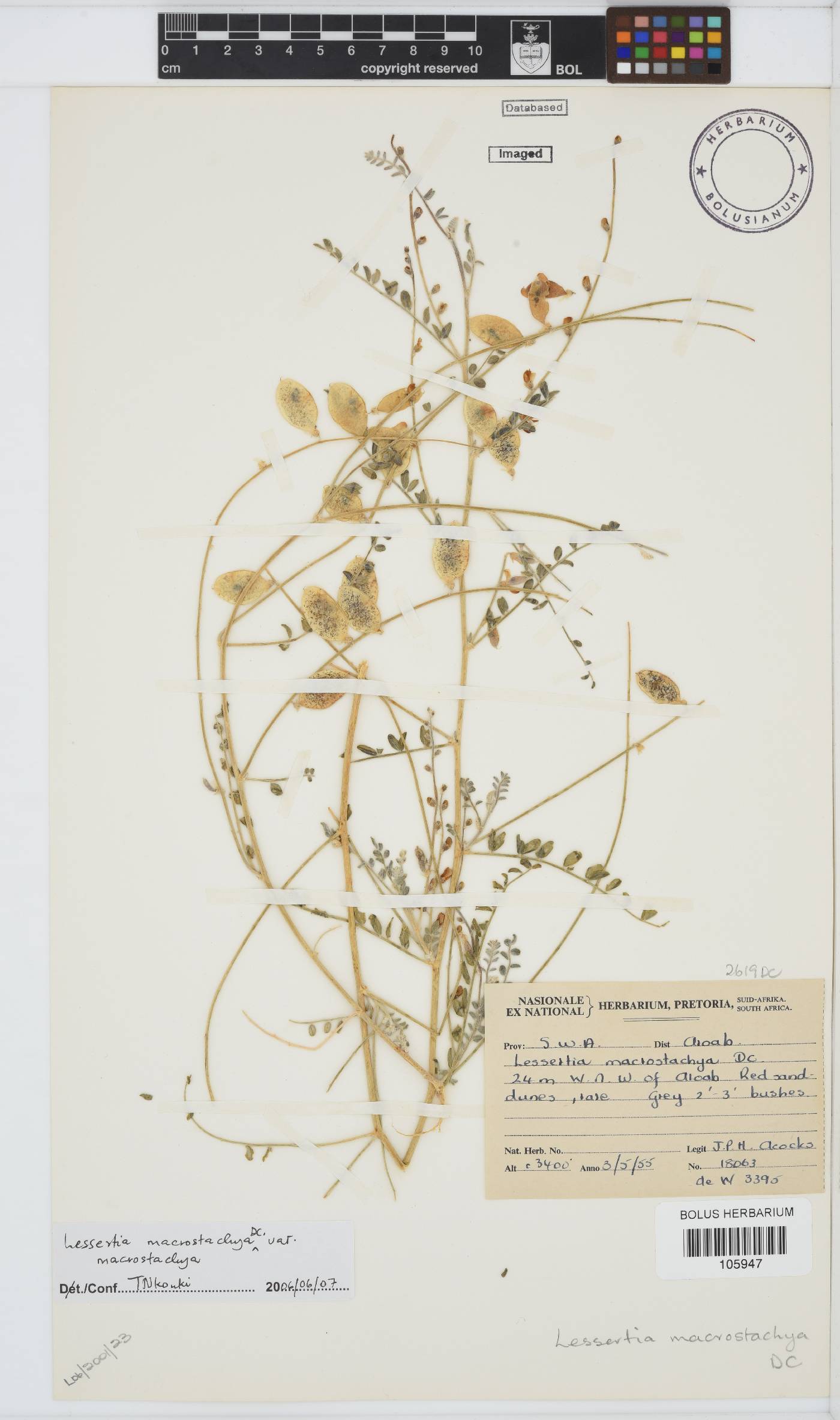 Lessertia macrostachya image