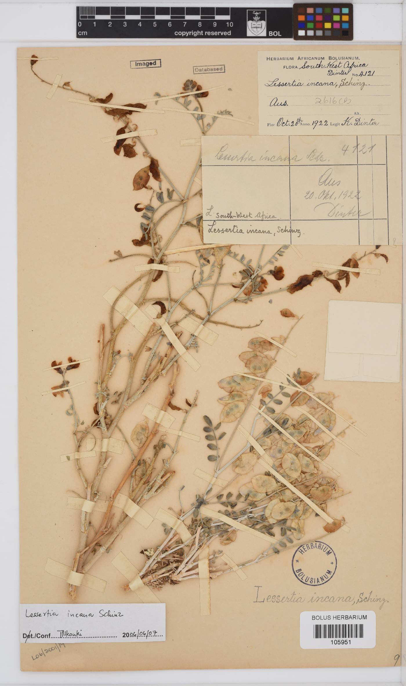 Lessertia incana image