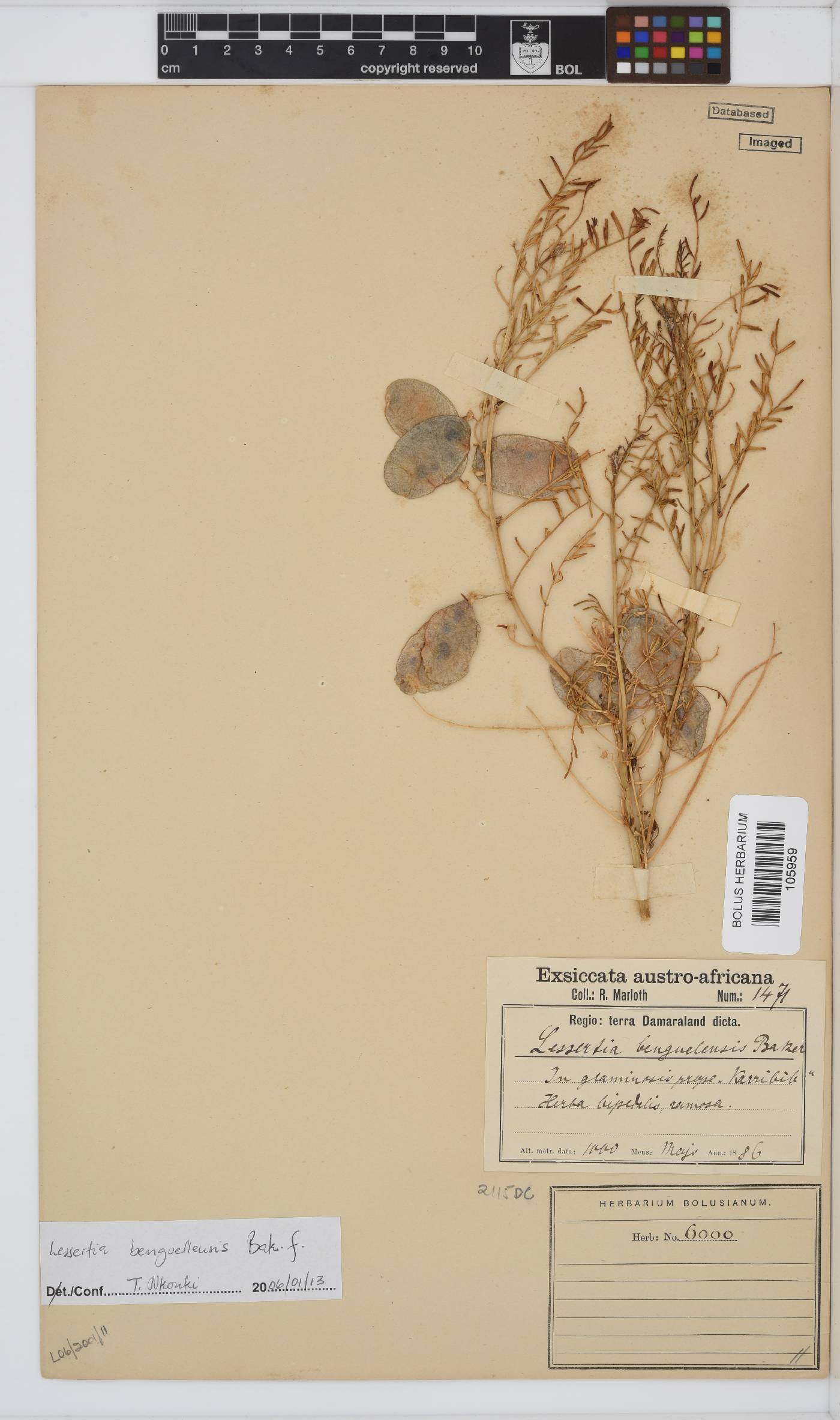 Lessertia benguellensis image