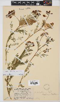 Lessertia herbacea image