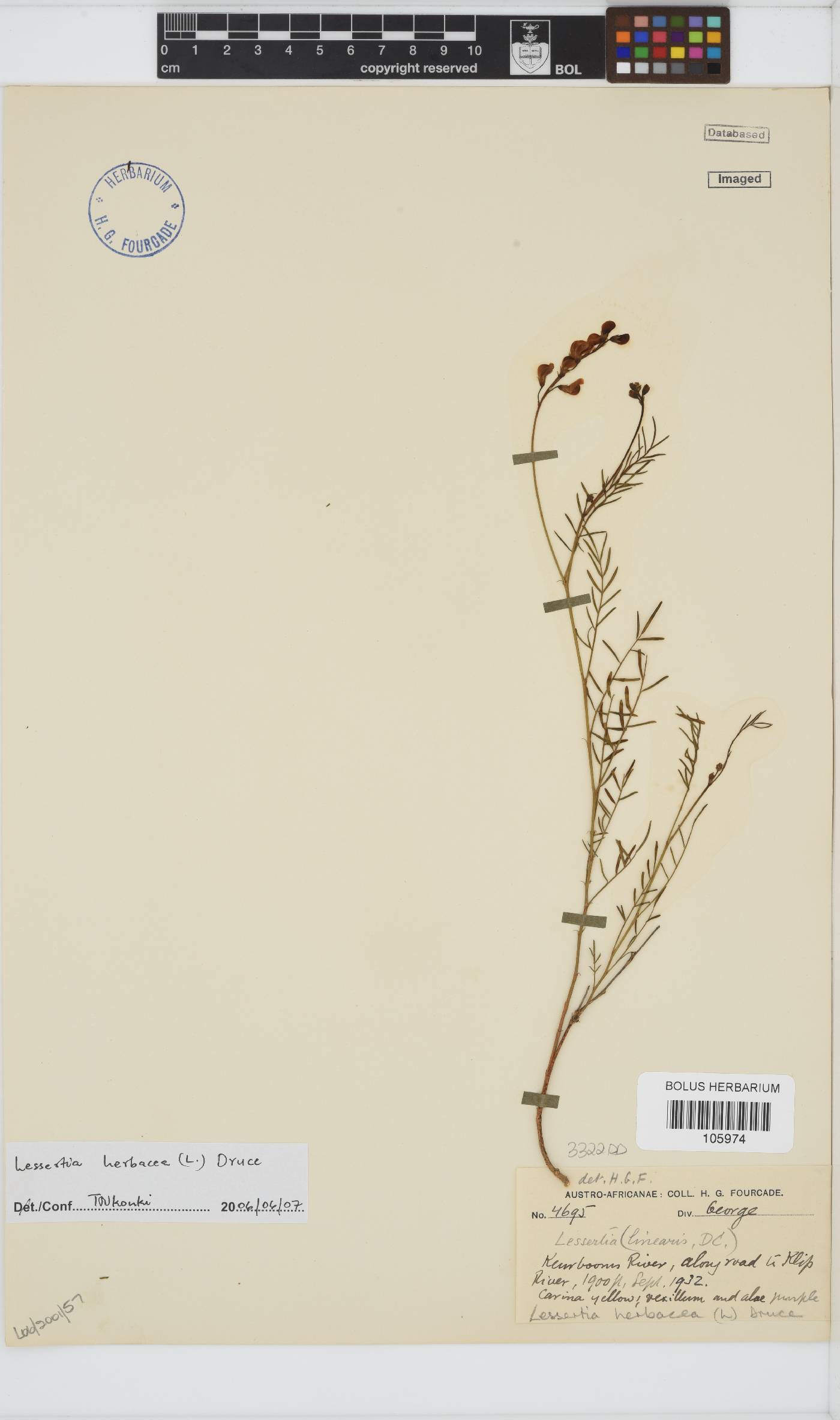 Lessertia herbacea image