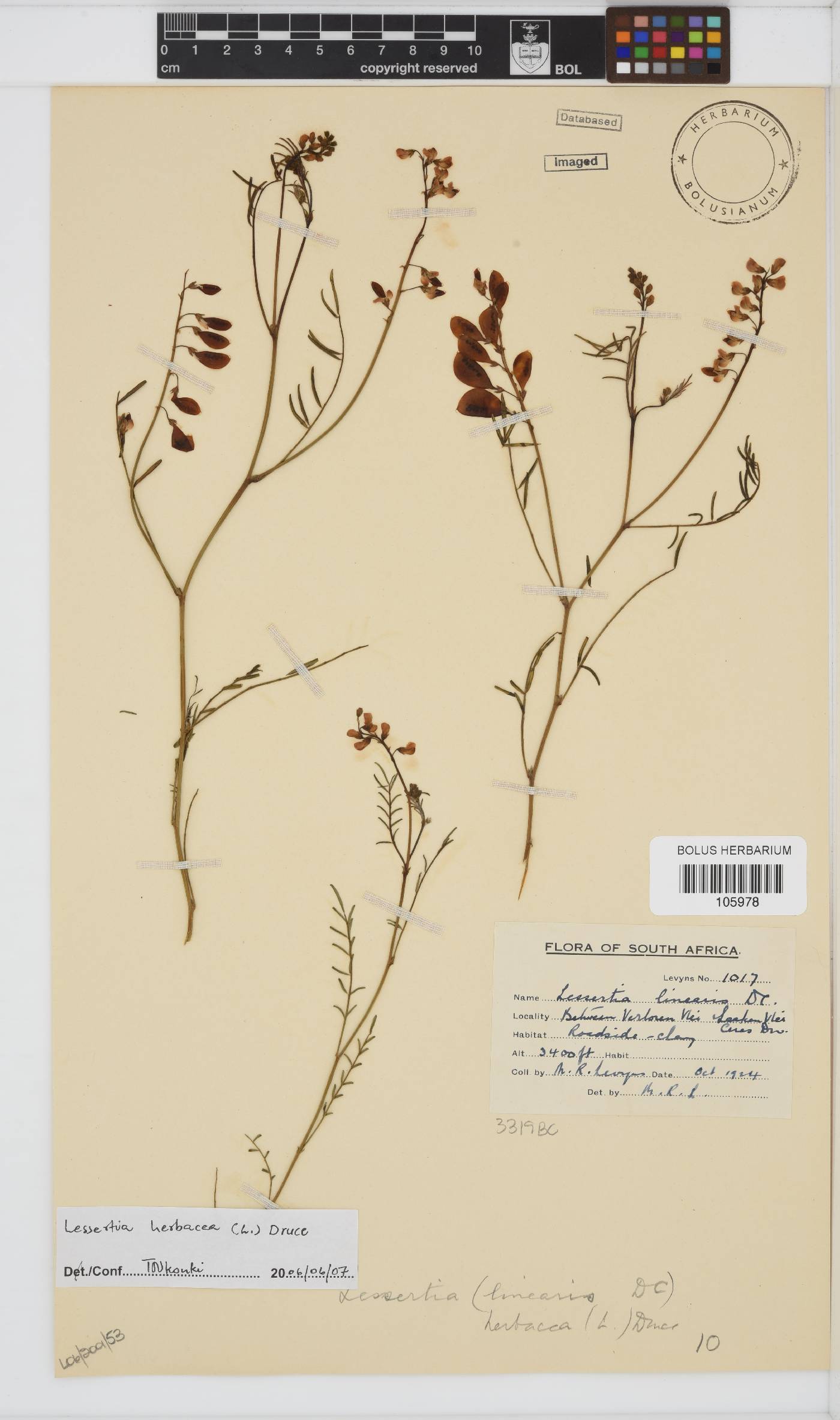 Lessertia herbacea image