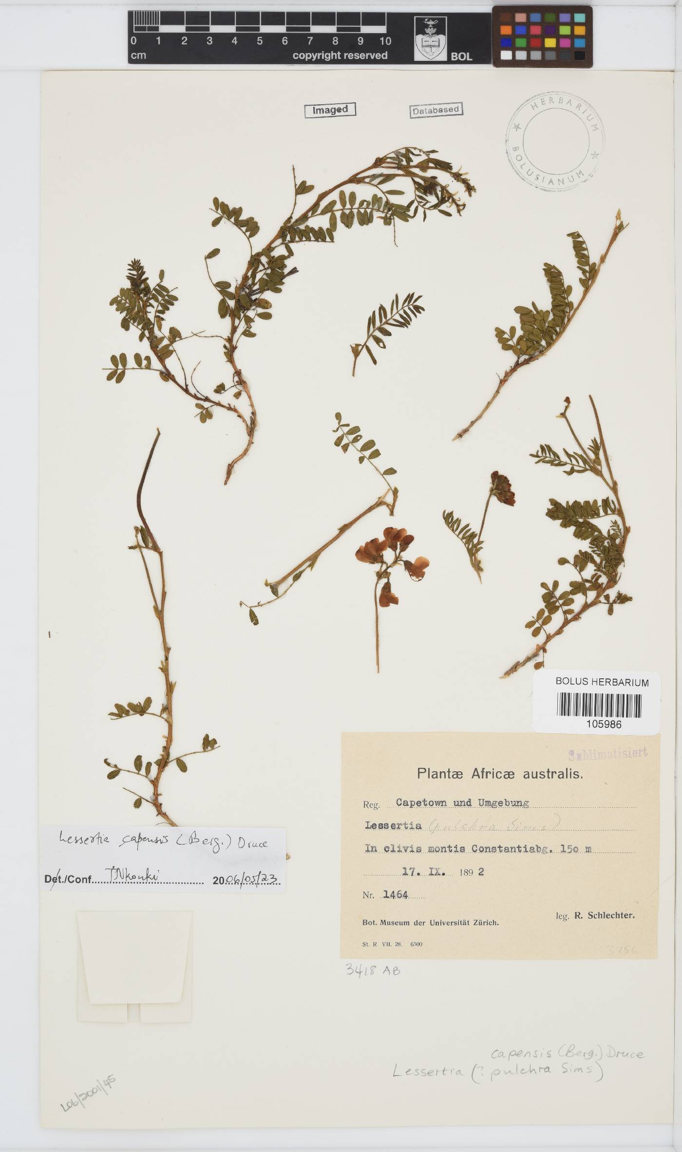 Lessertia capensis image