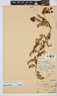 Lessertia capensis image