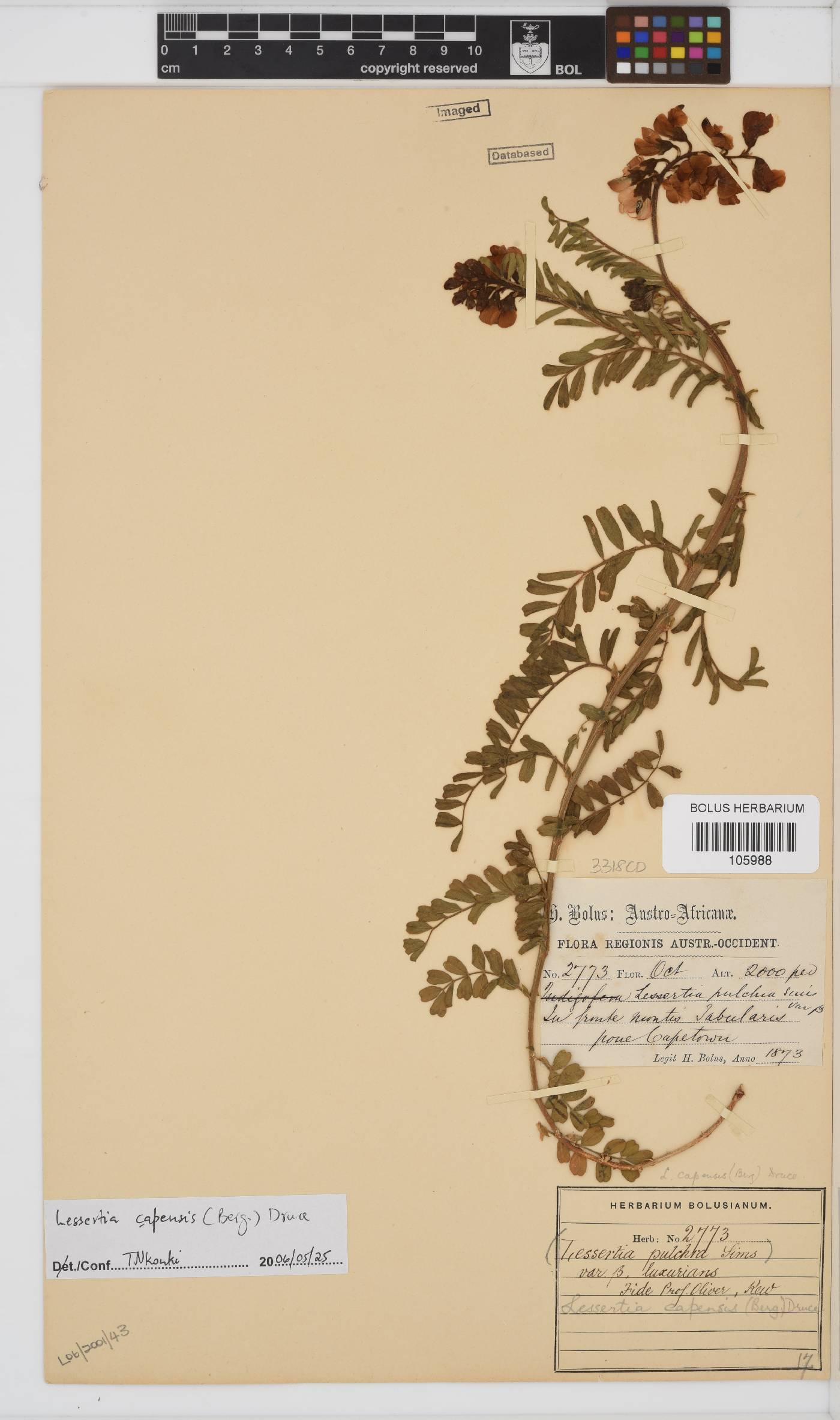 Lessertia capensis image