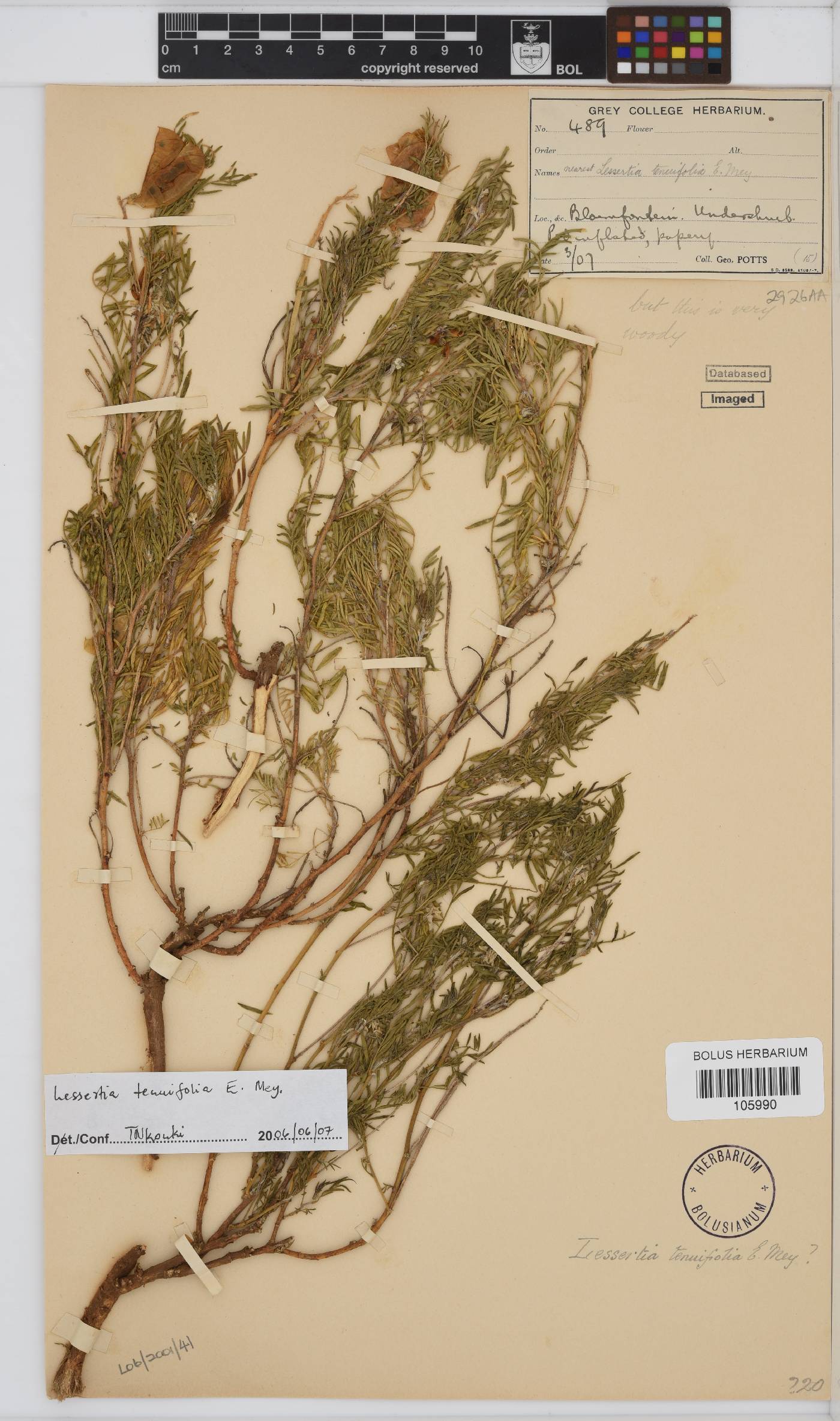Lessertia tenuifolia image