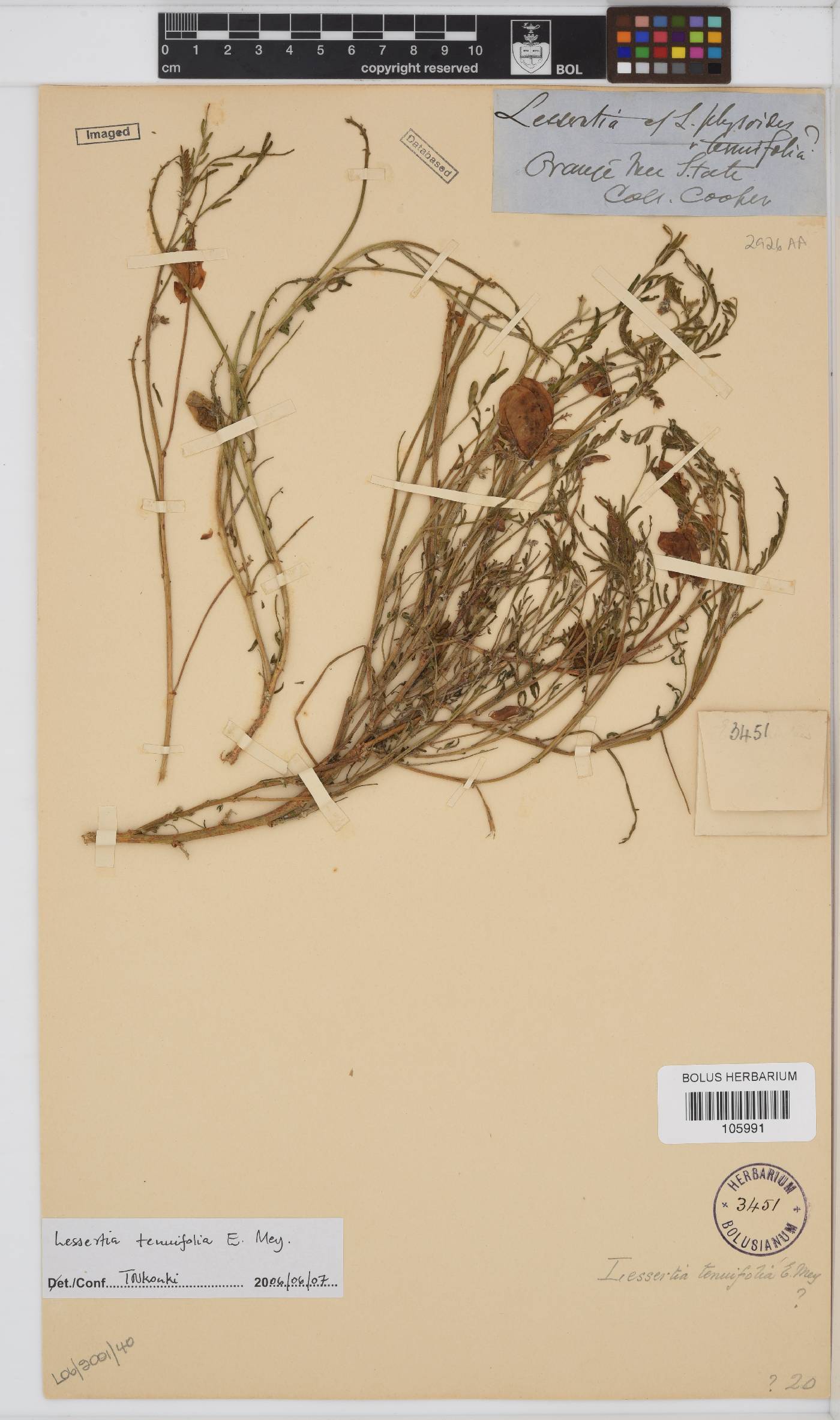 Lessertia tenuifolia image
