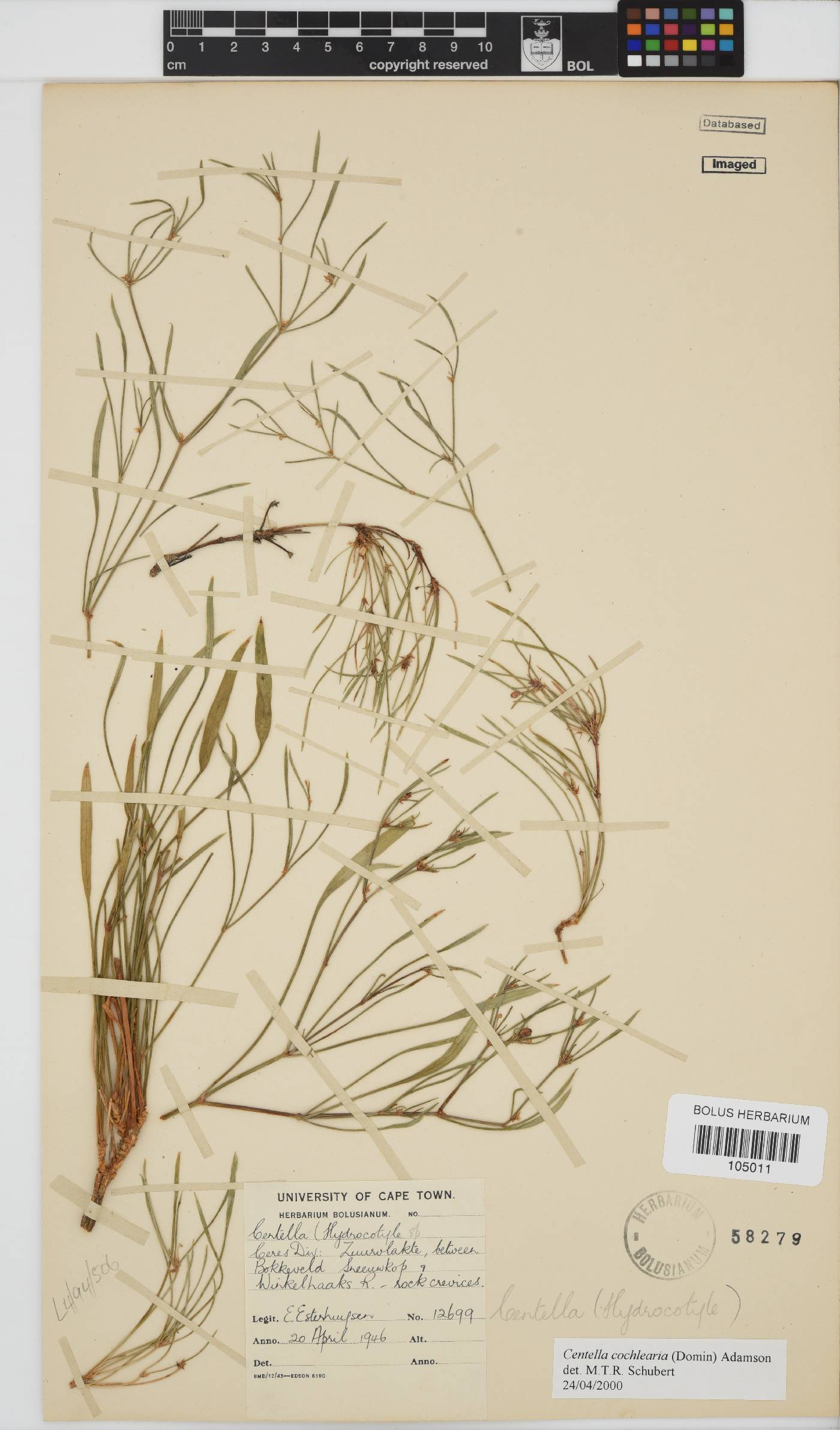 Centella cochlearia image