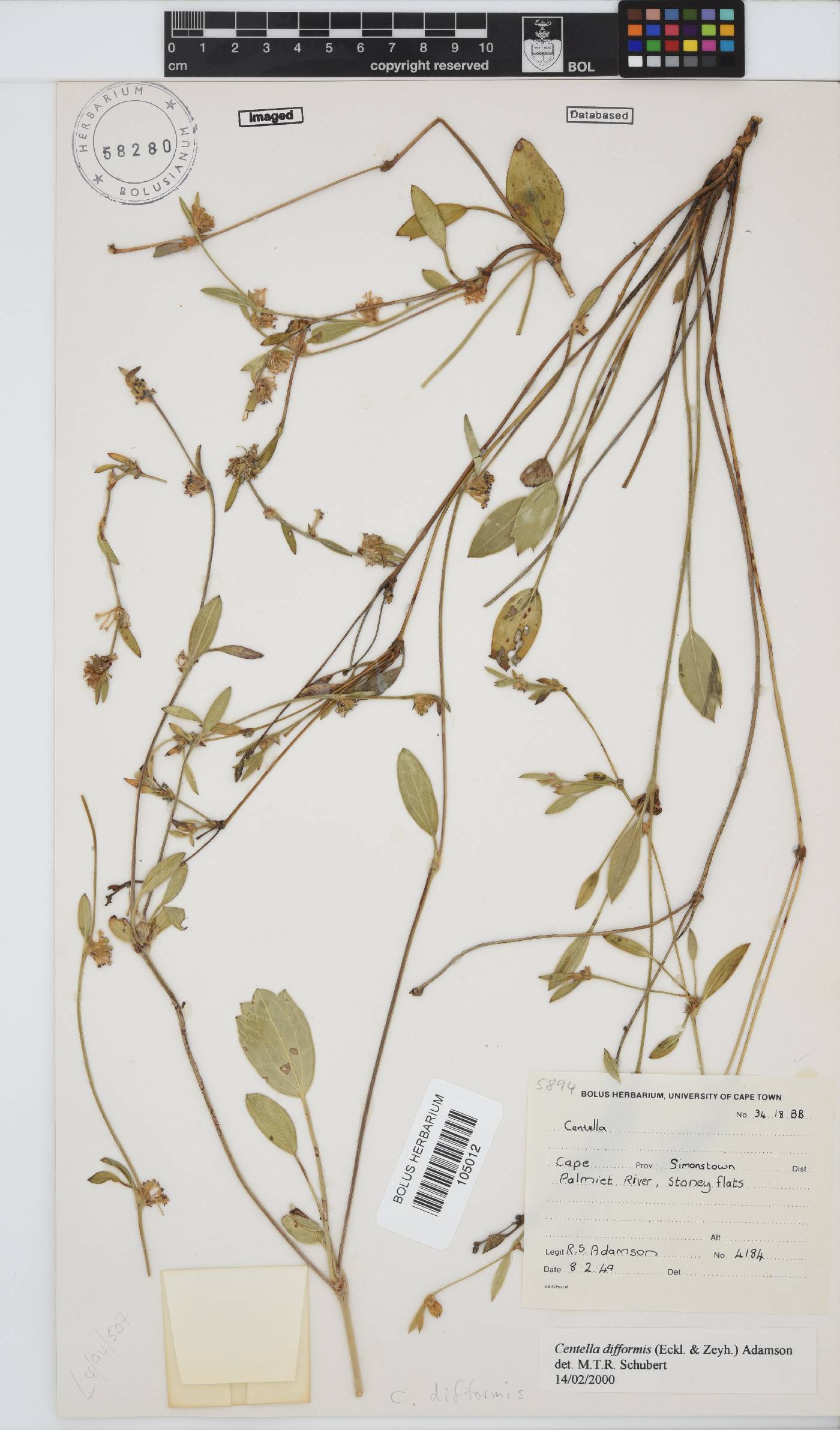 Centella difformis image