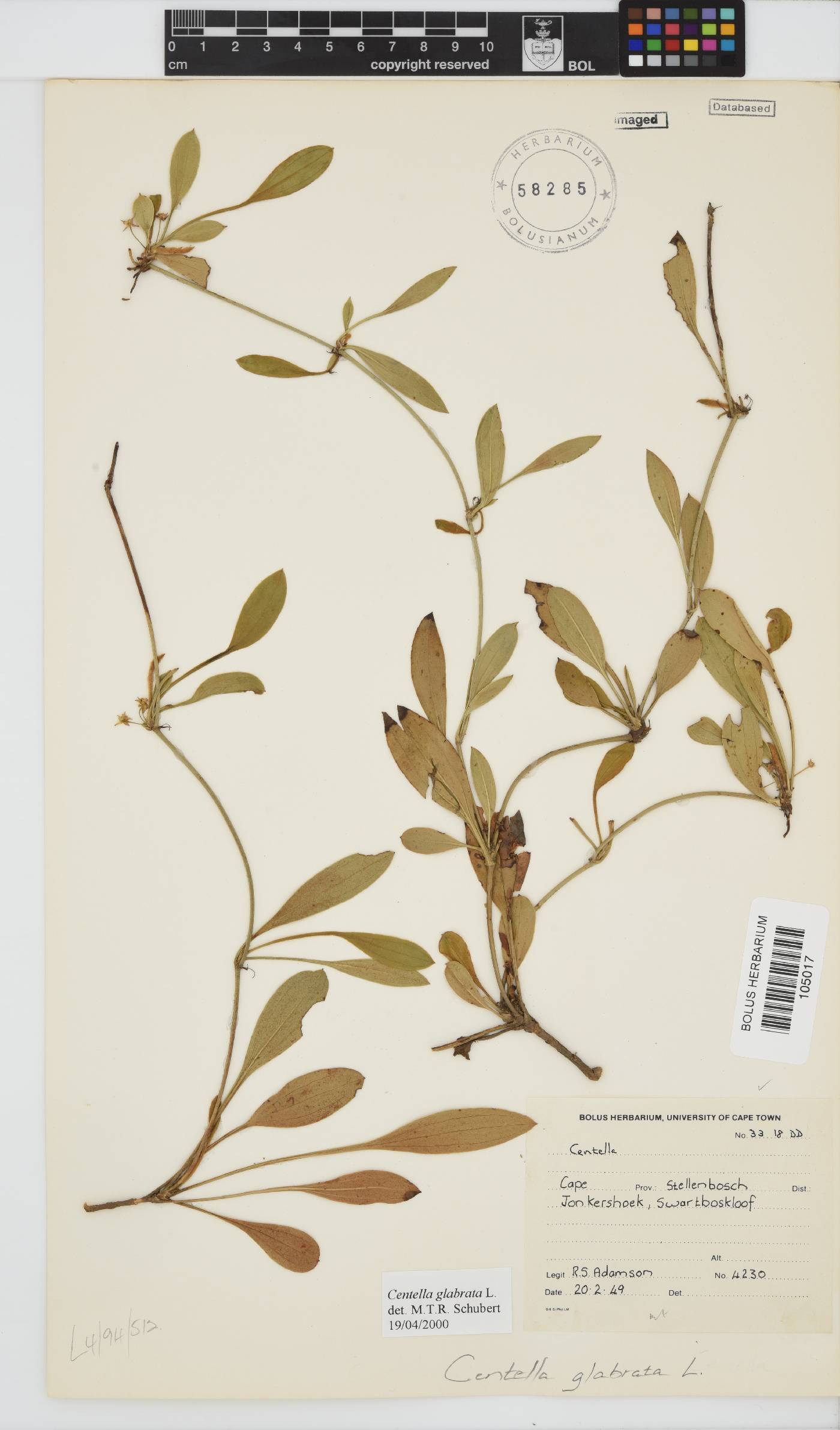 Centella glabrata image