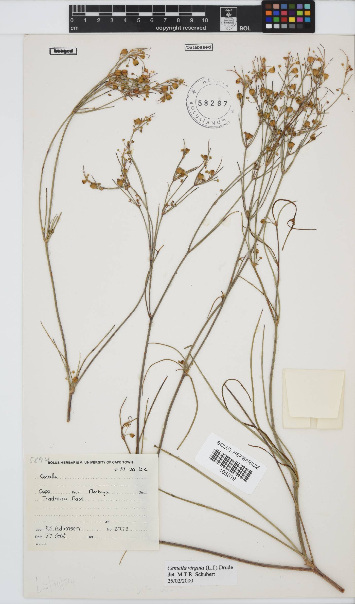 Centella virgata image