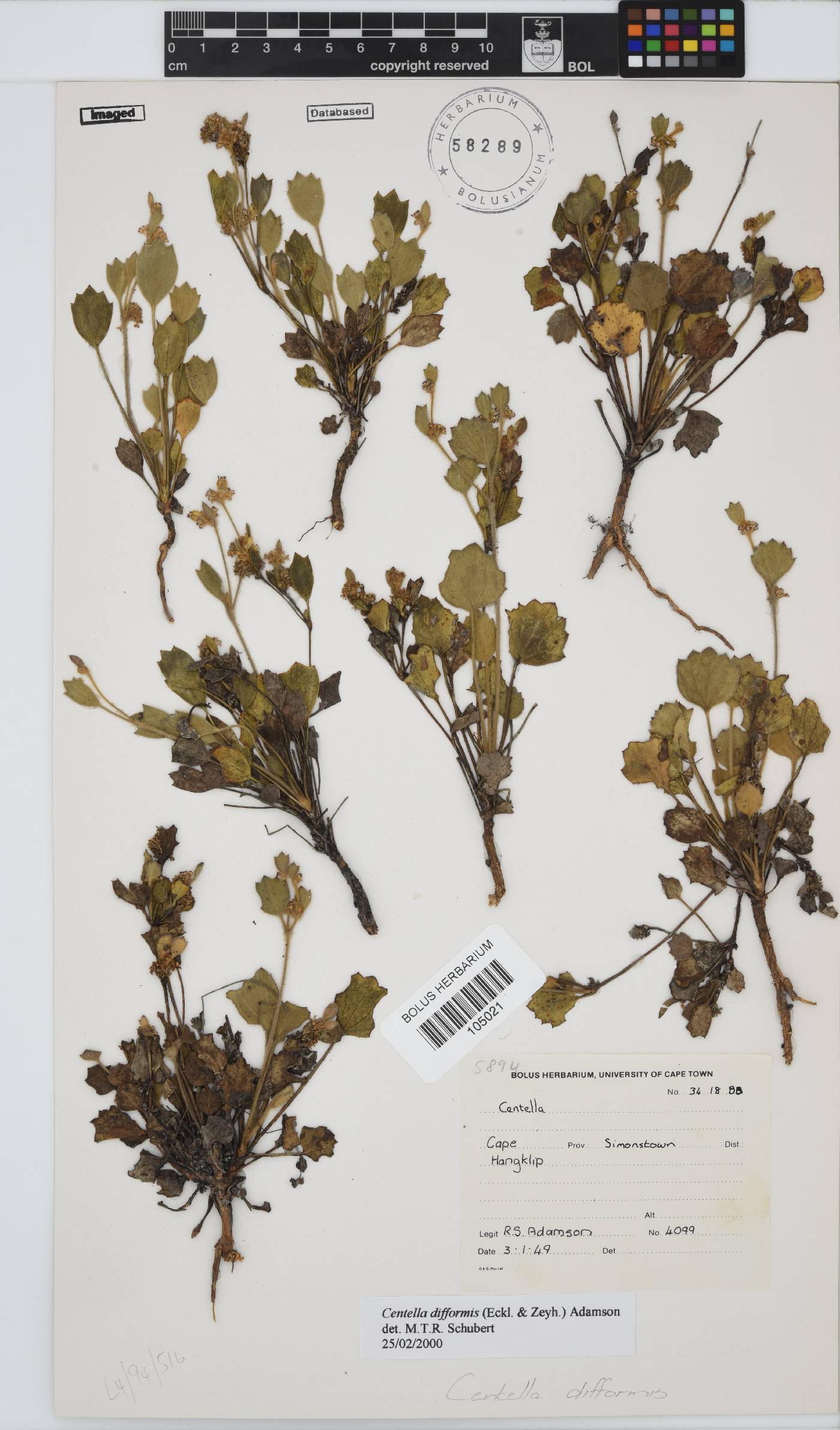 Centella difformis image