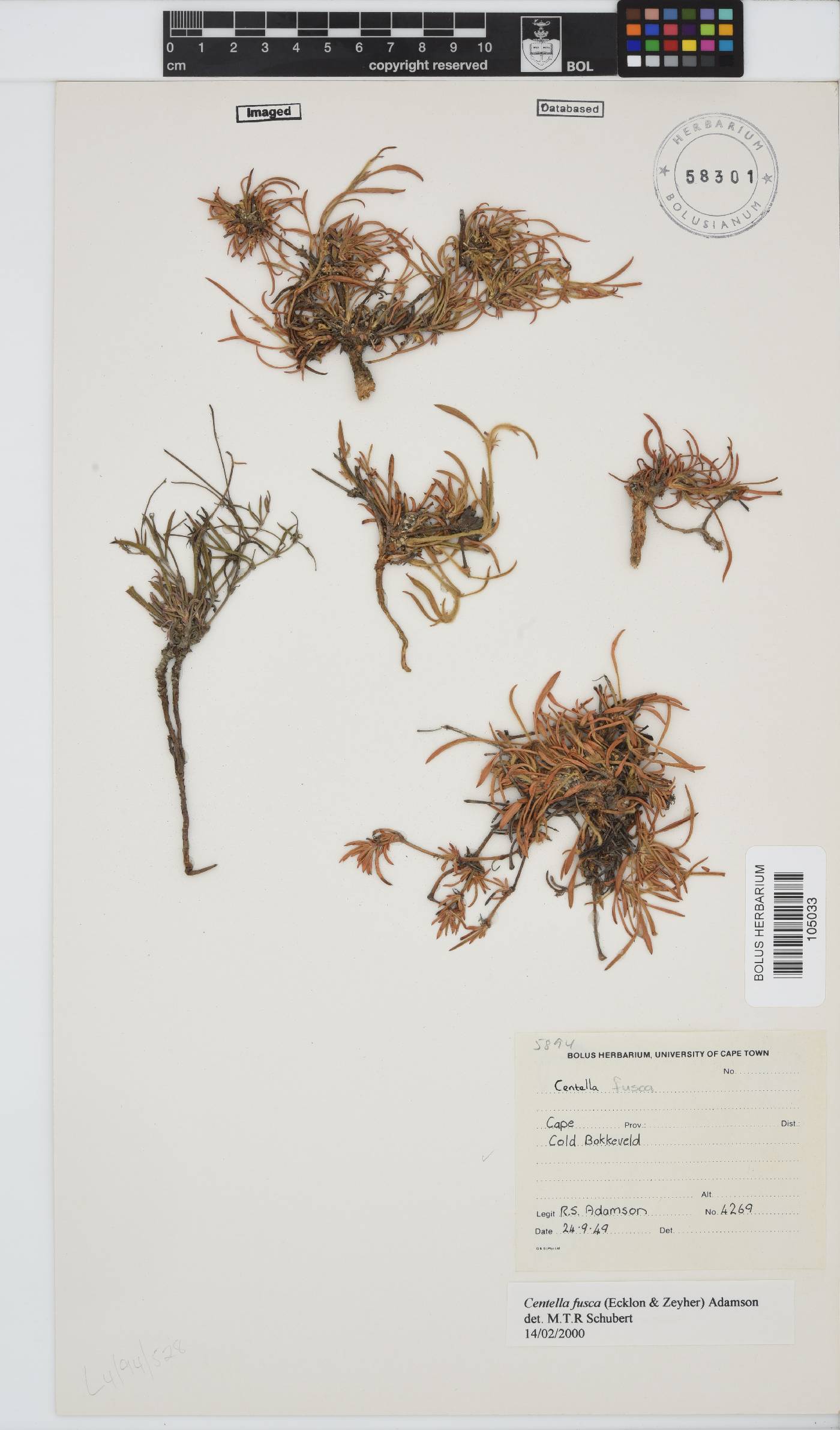 Centella fusca image