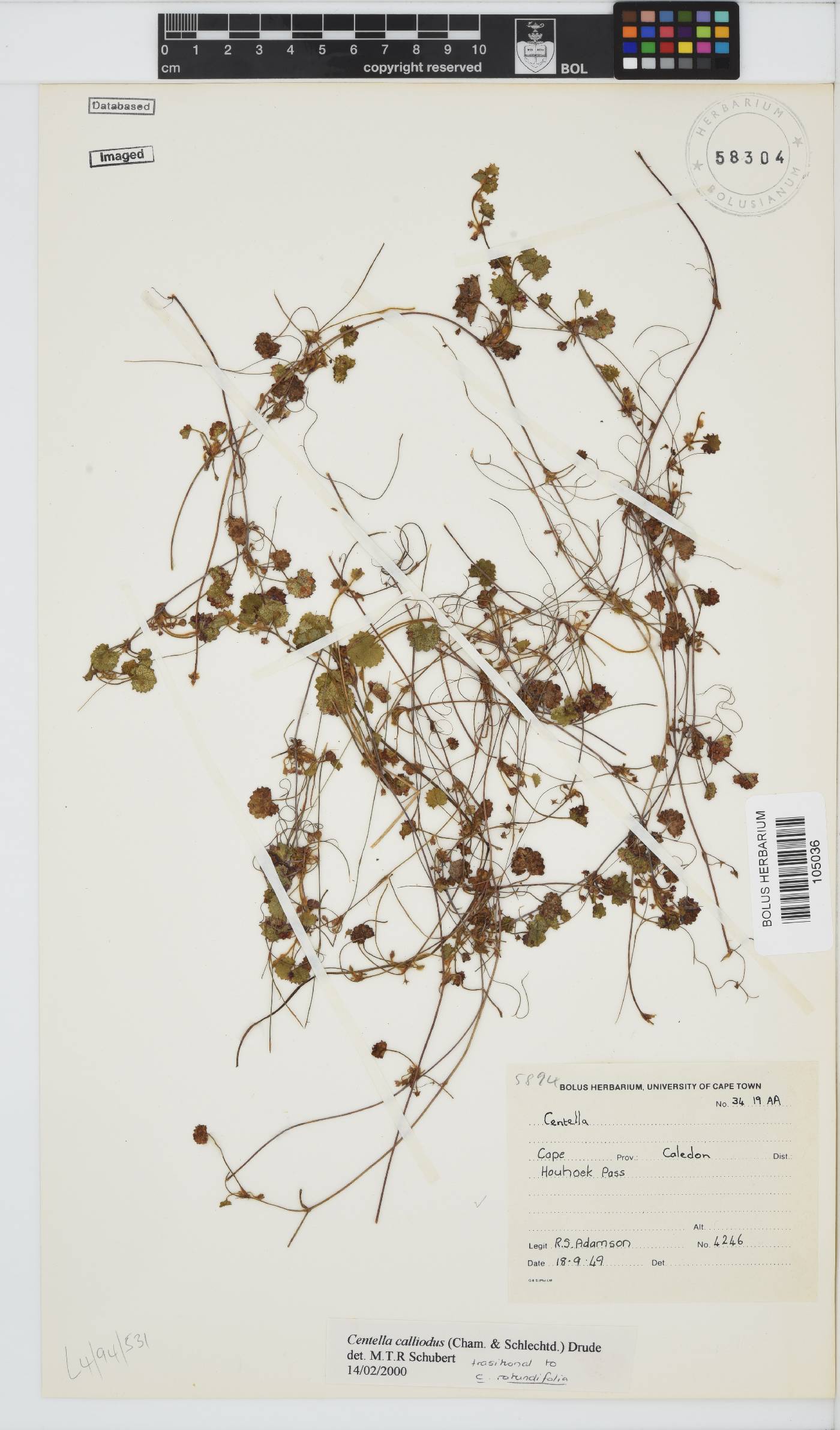 Centella callioda image