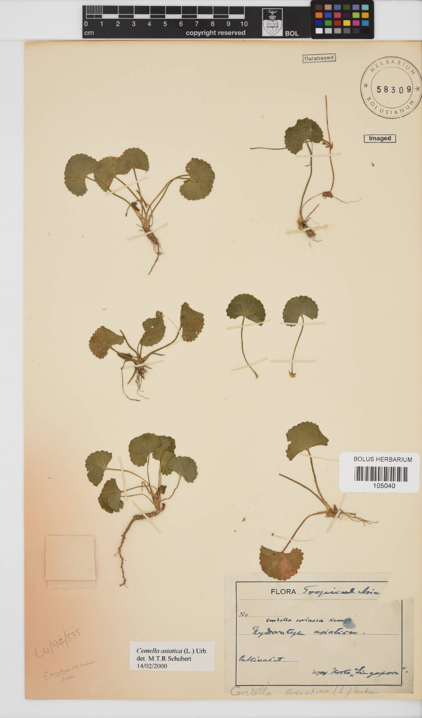 Centella asiatica image