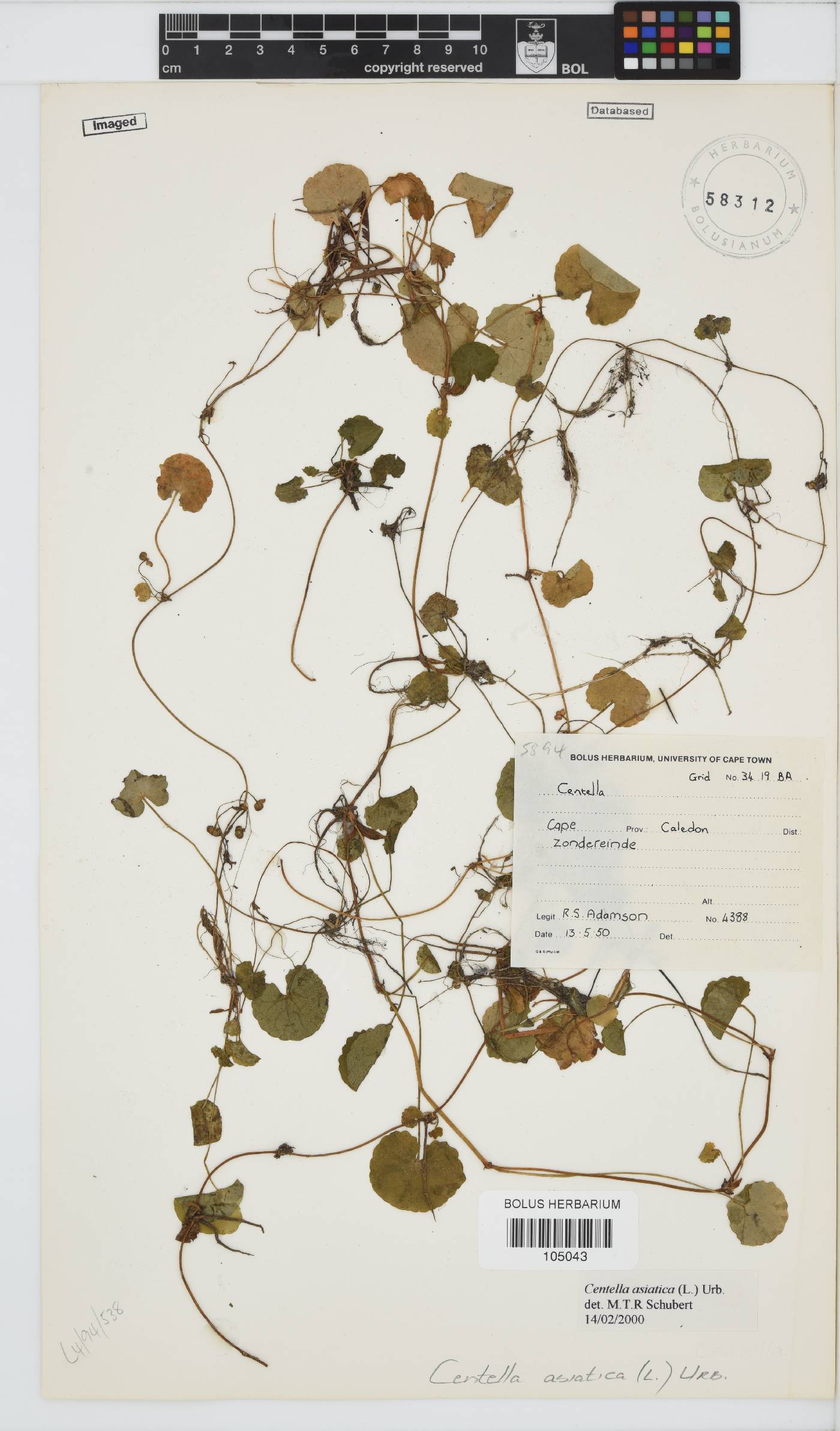 Centella asiatica image