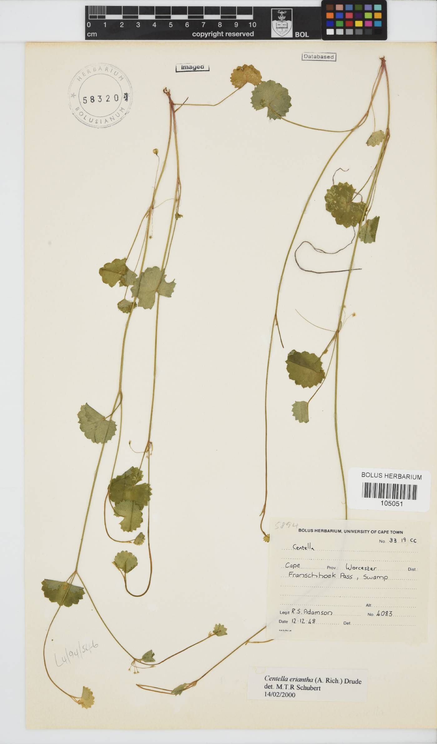 Centella eriantha image