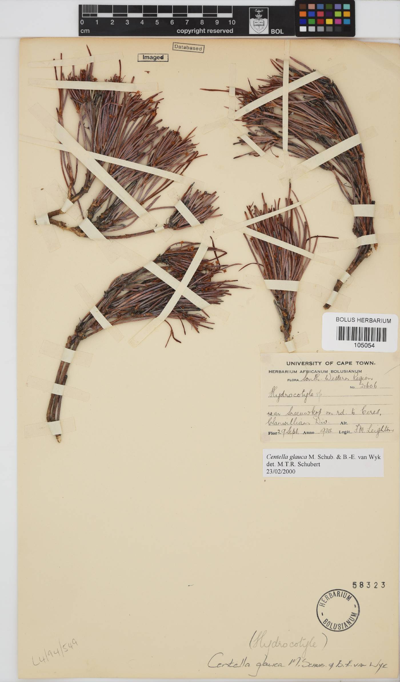 Centella glauca image