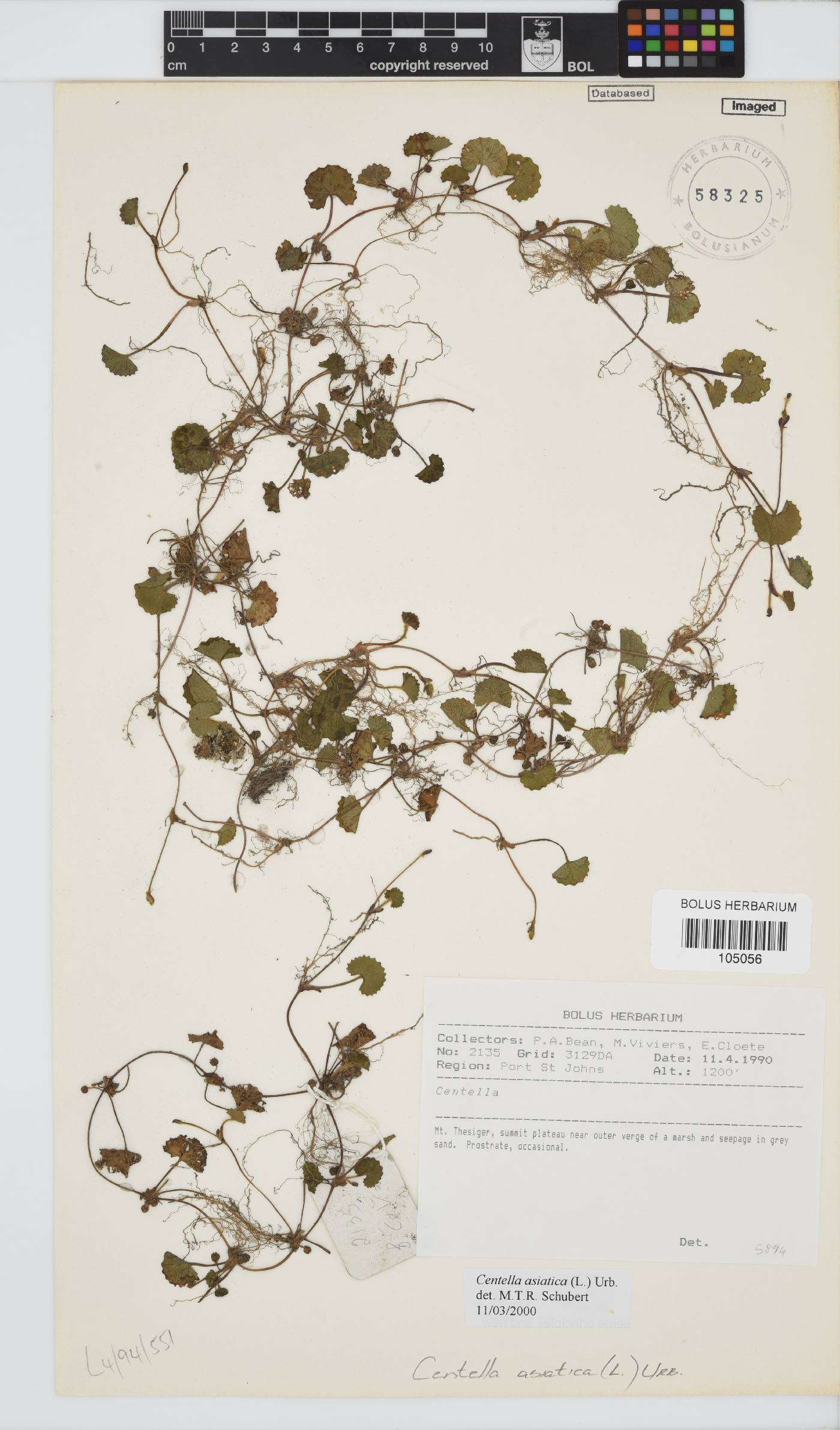 Centella asiatica image