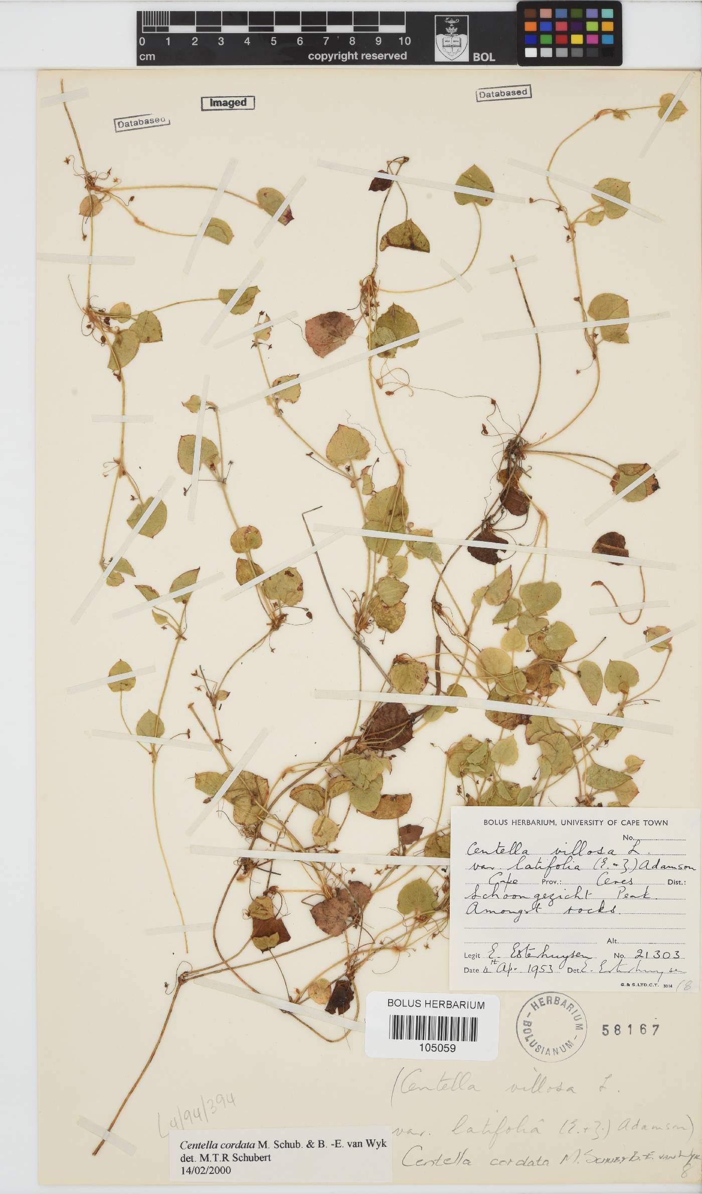 Centella cordata image