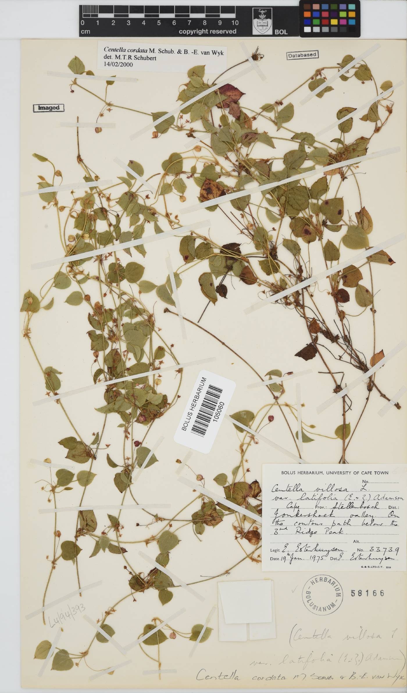 Centella cordata image