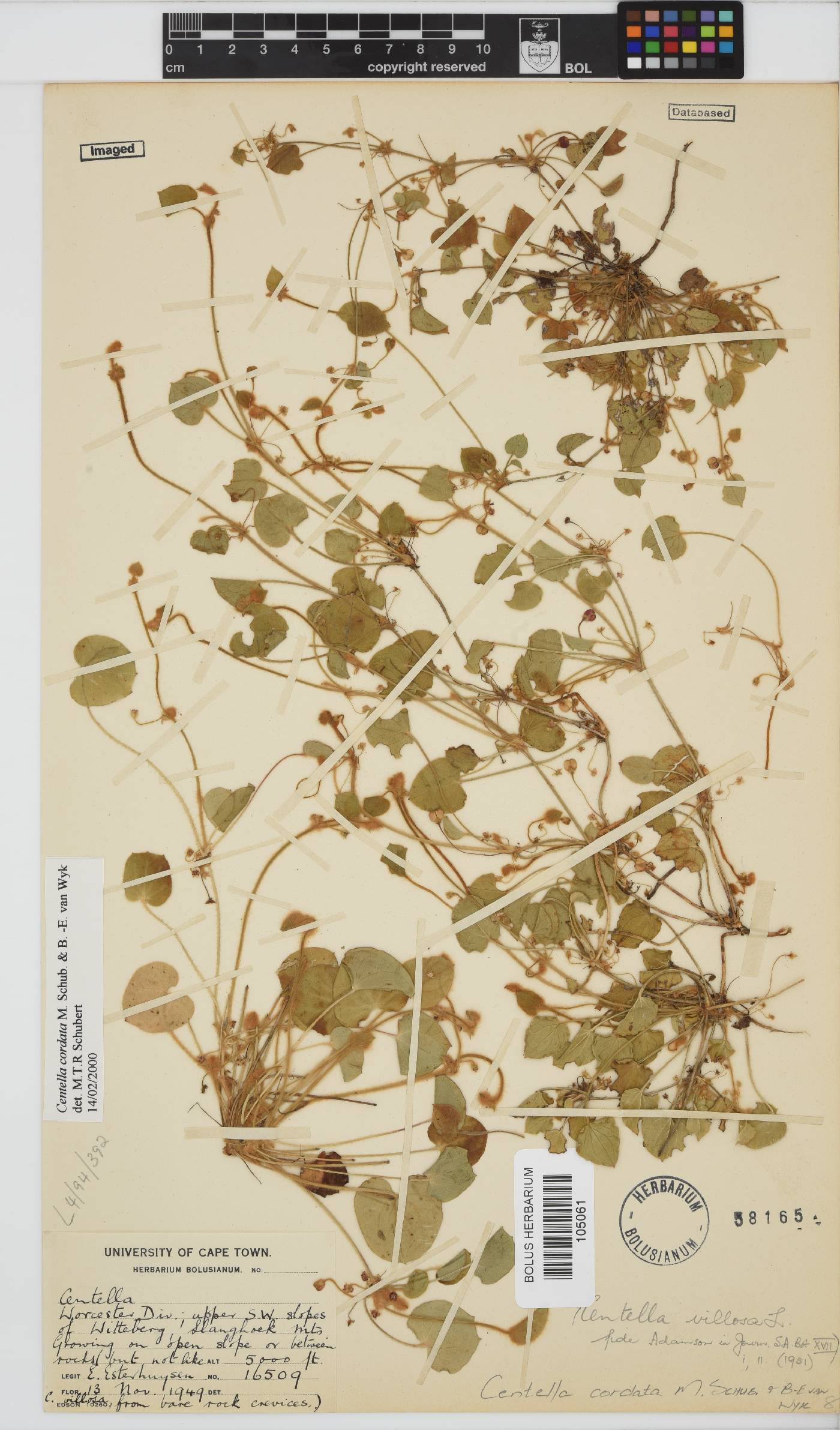 Centella cordata image