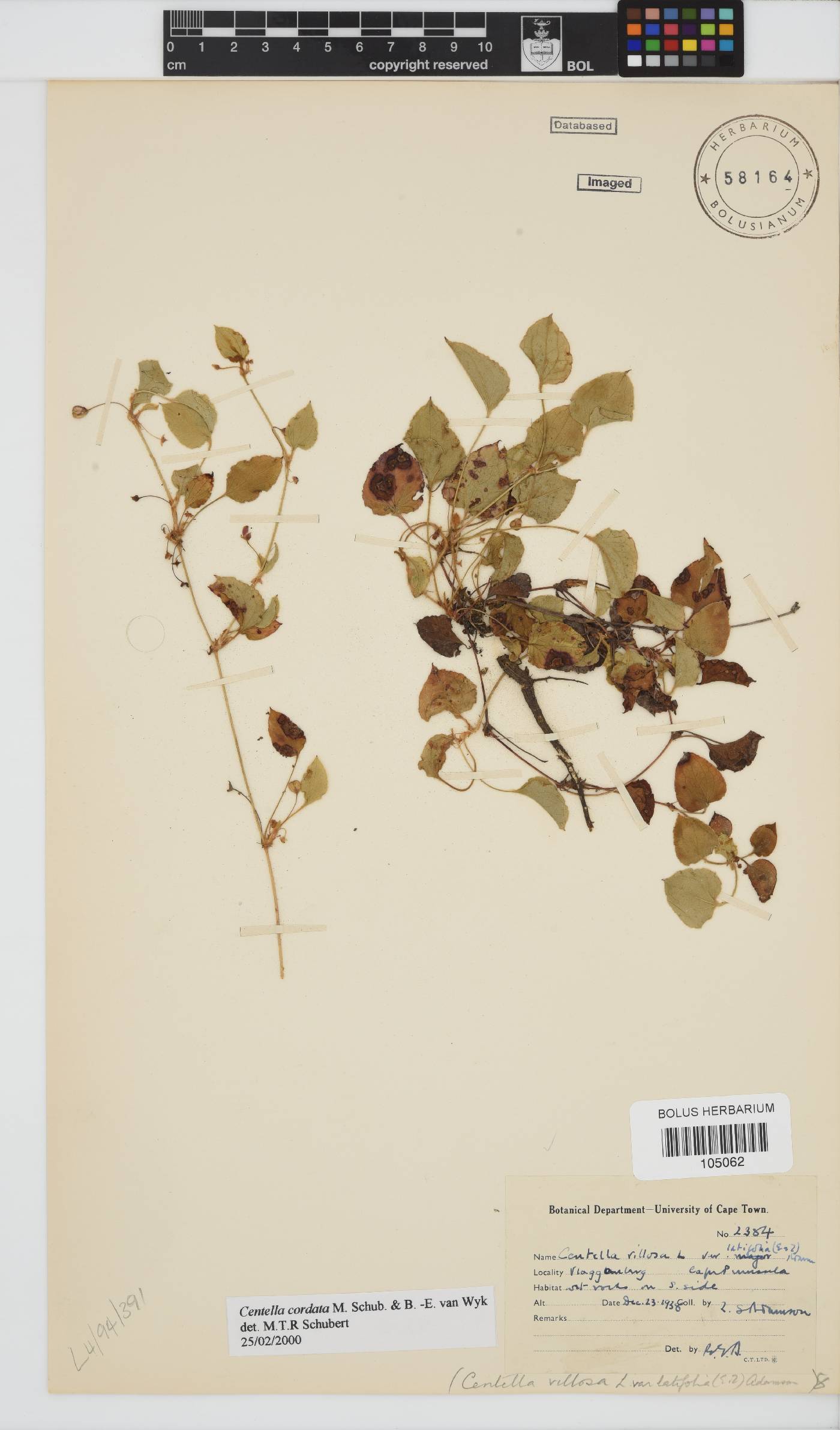 Centella cordata image