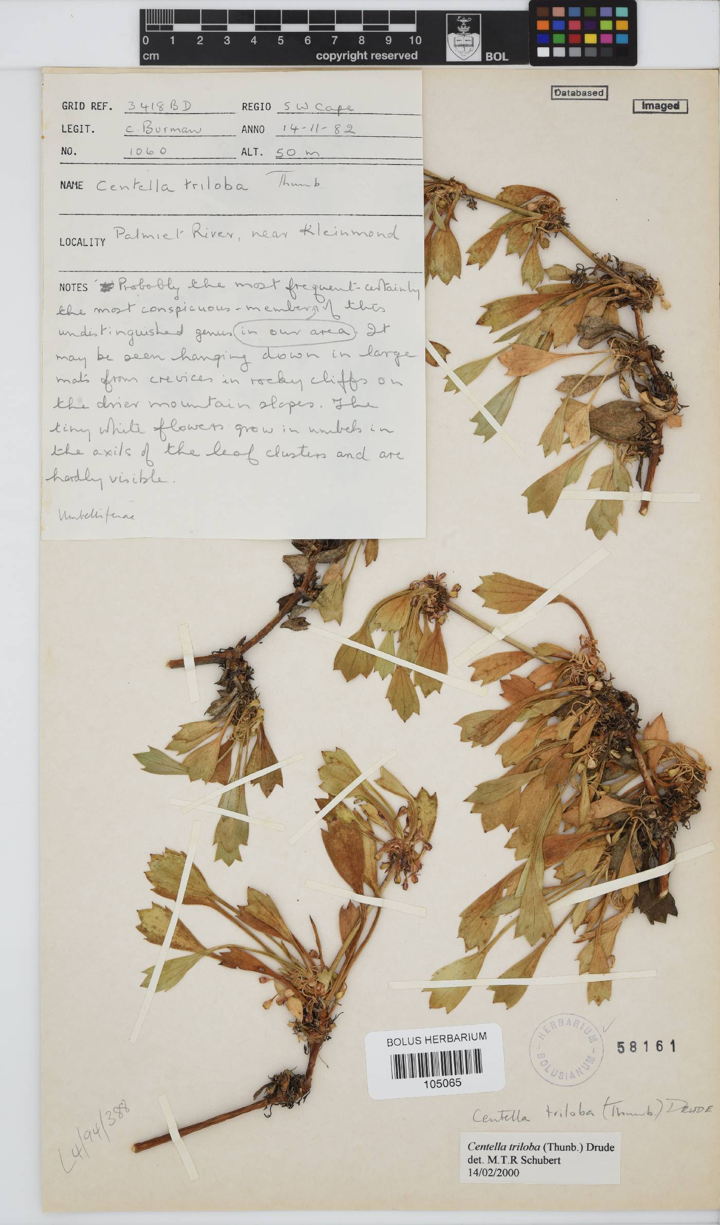 Centella triloba image