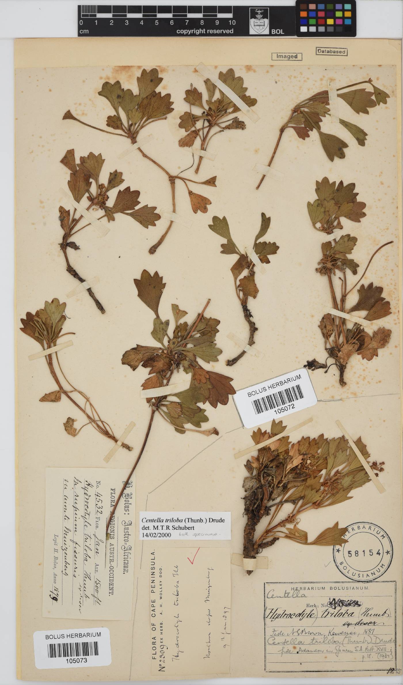 Centella triloba image