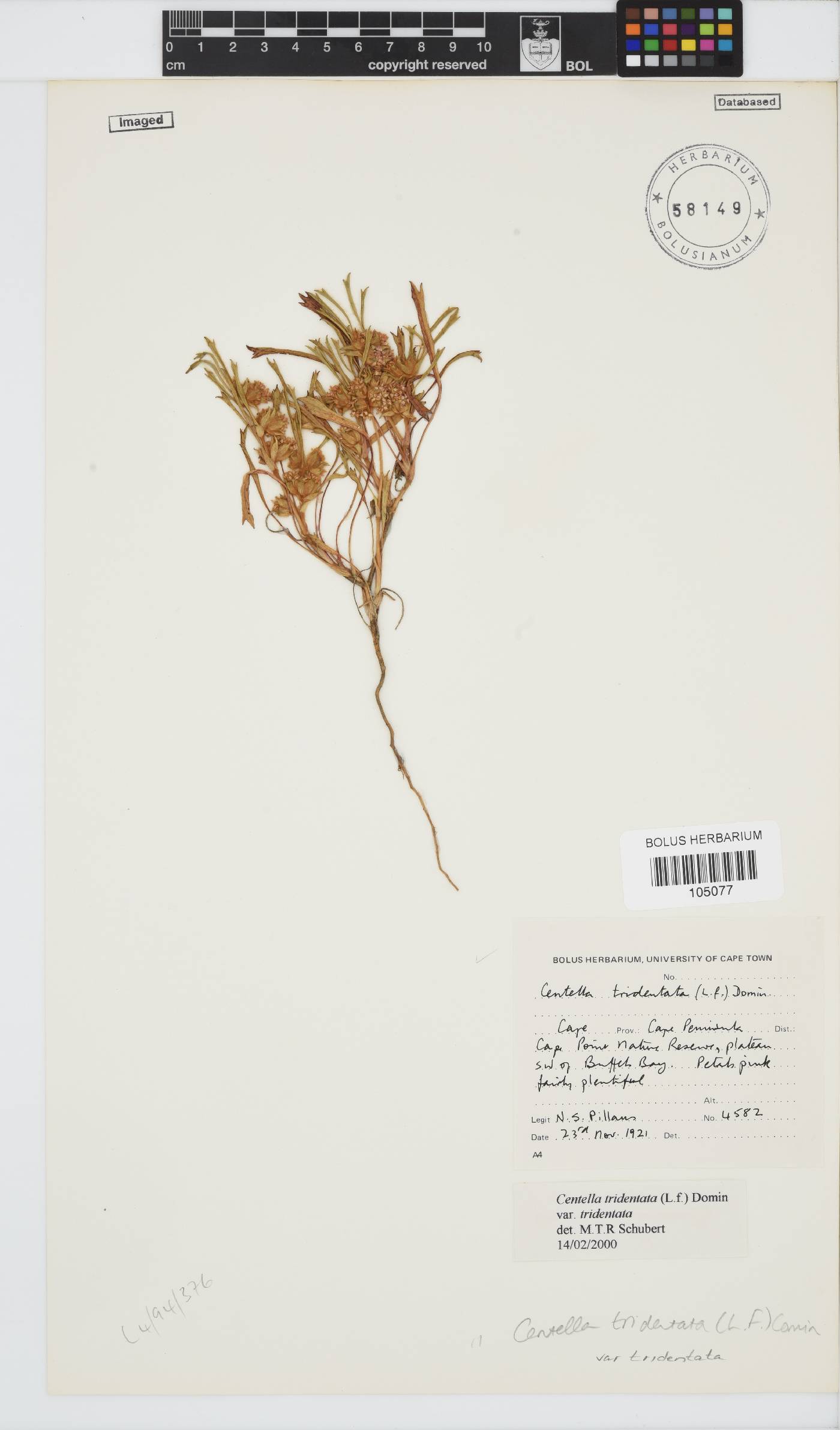 Centella tridentata image