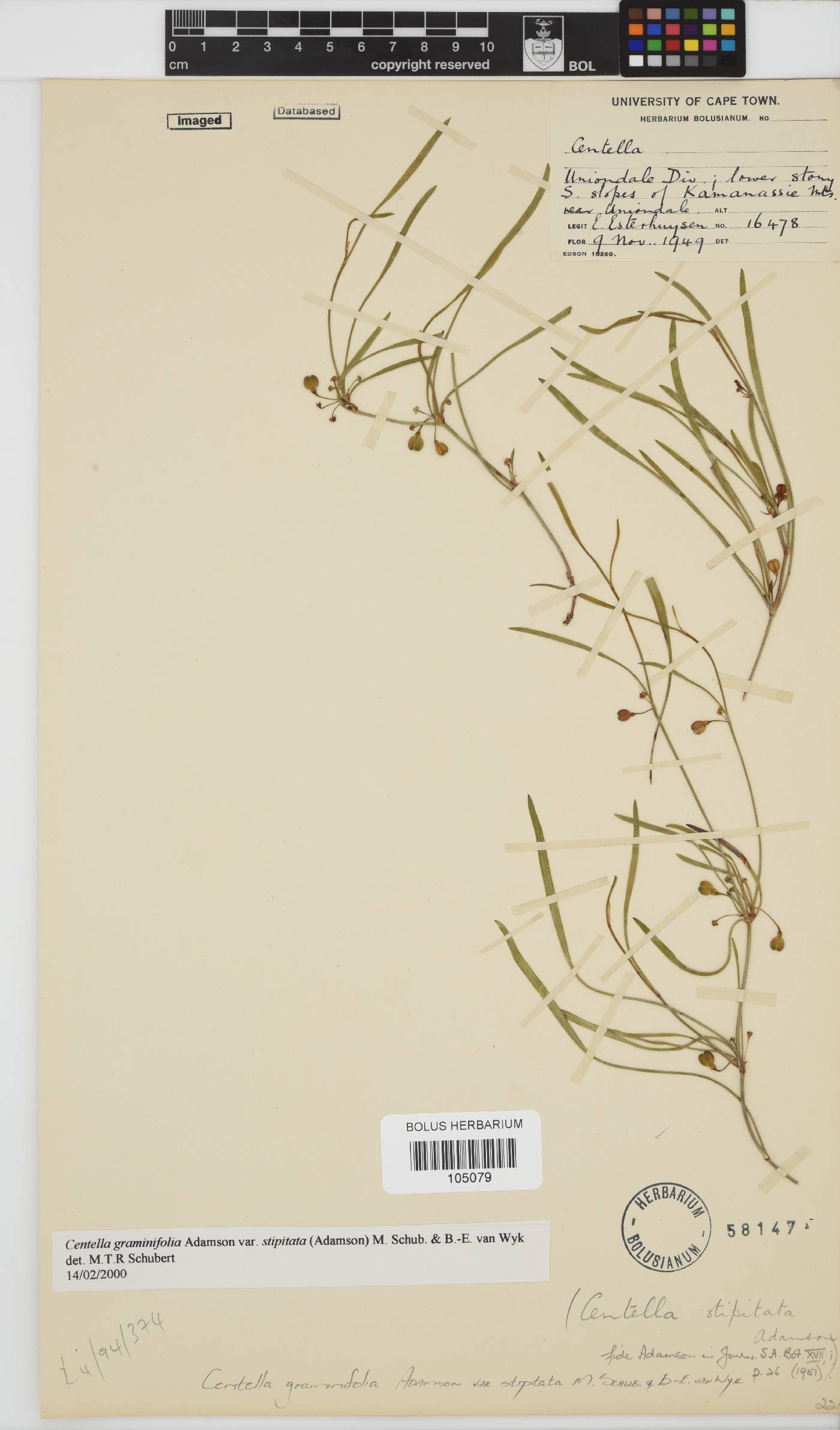 Centella graminifolia image
