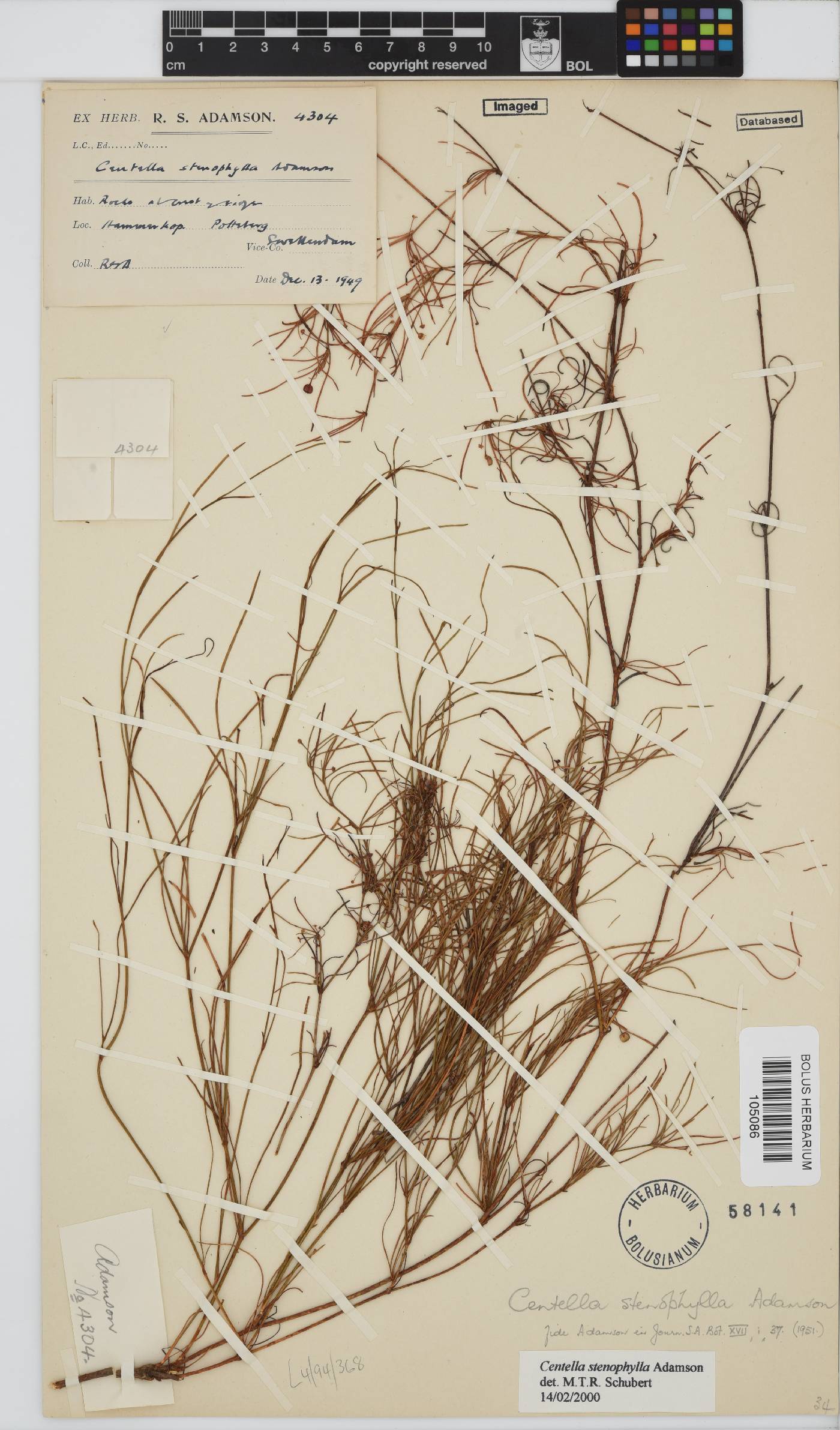 Centella stenophylla image