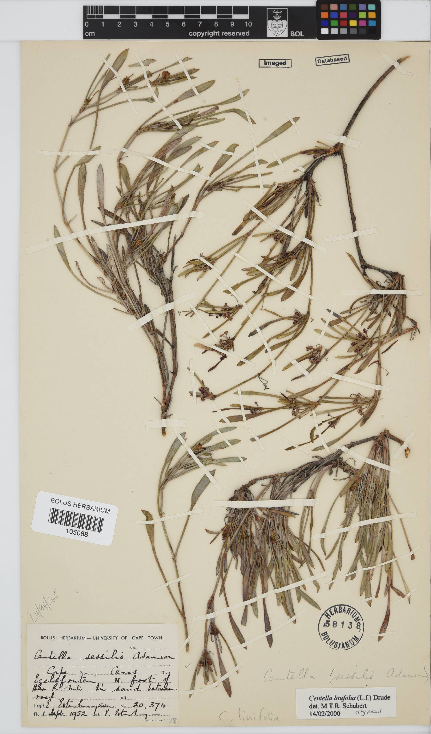 Centella linifolia image