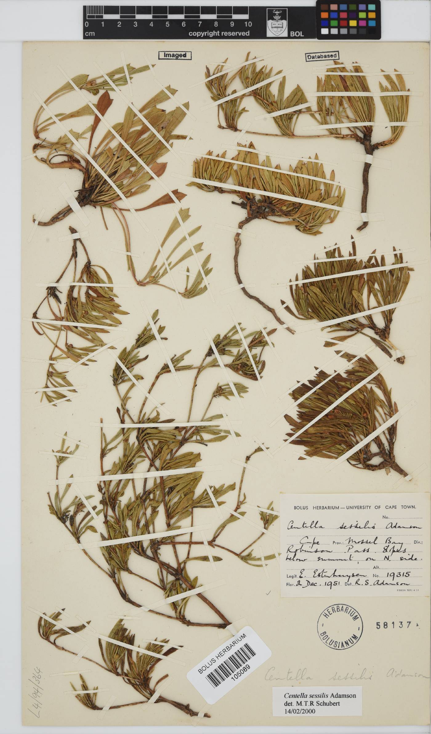 Centella image