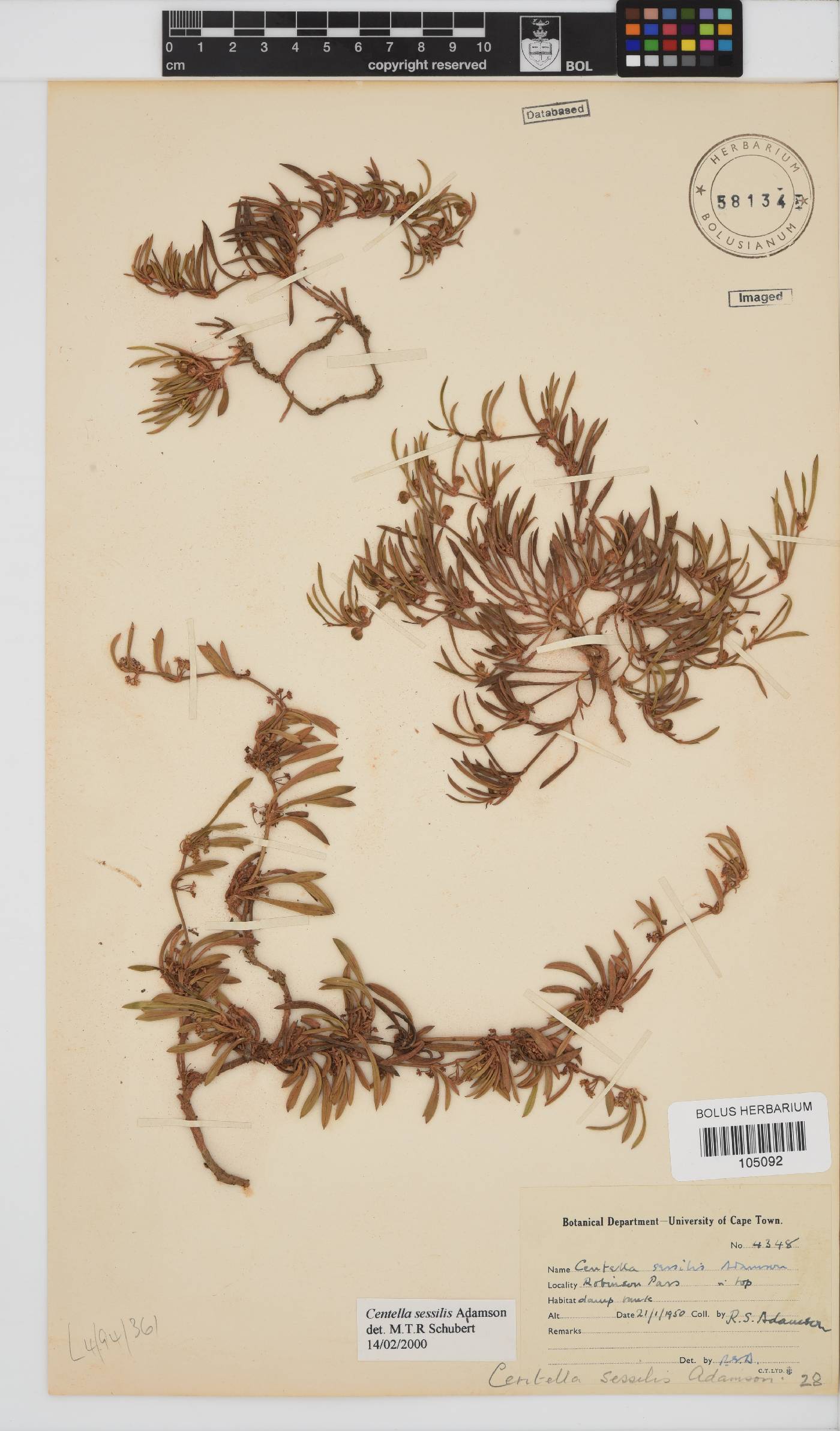 Centella sessilis image