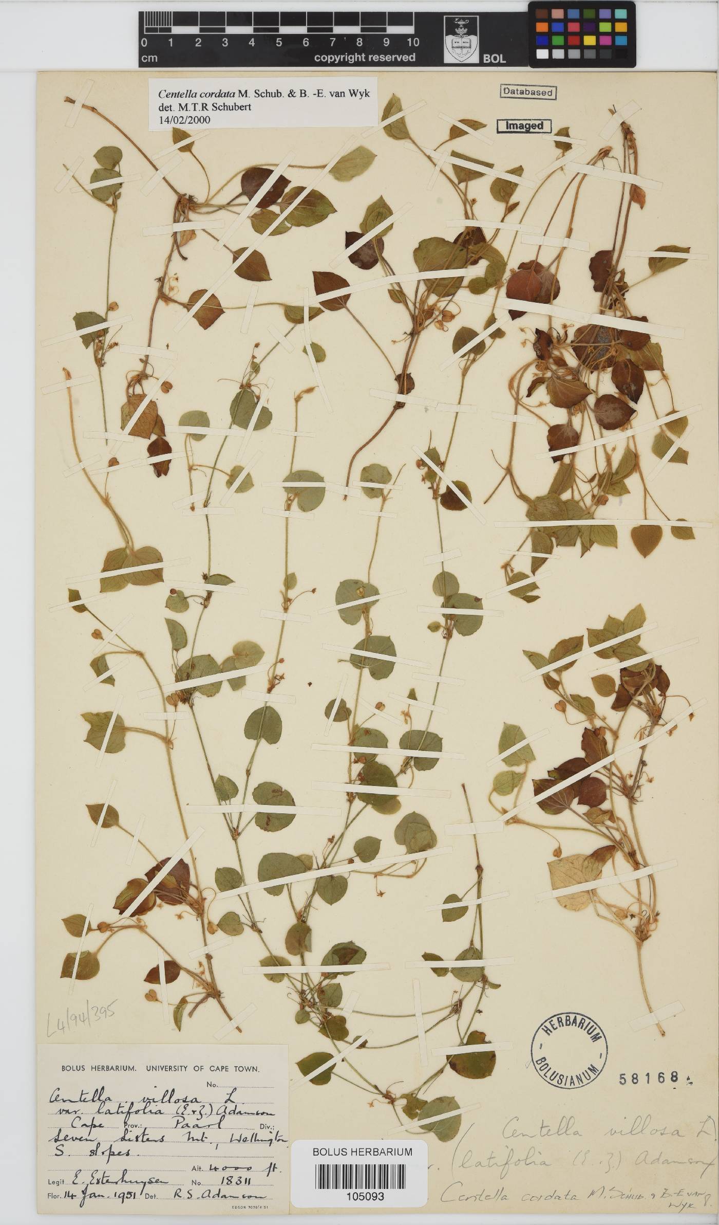 Centella cordata image