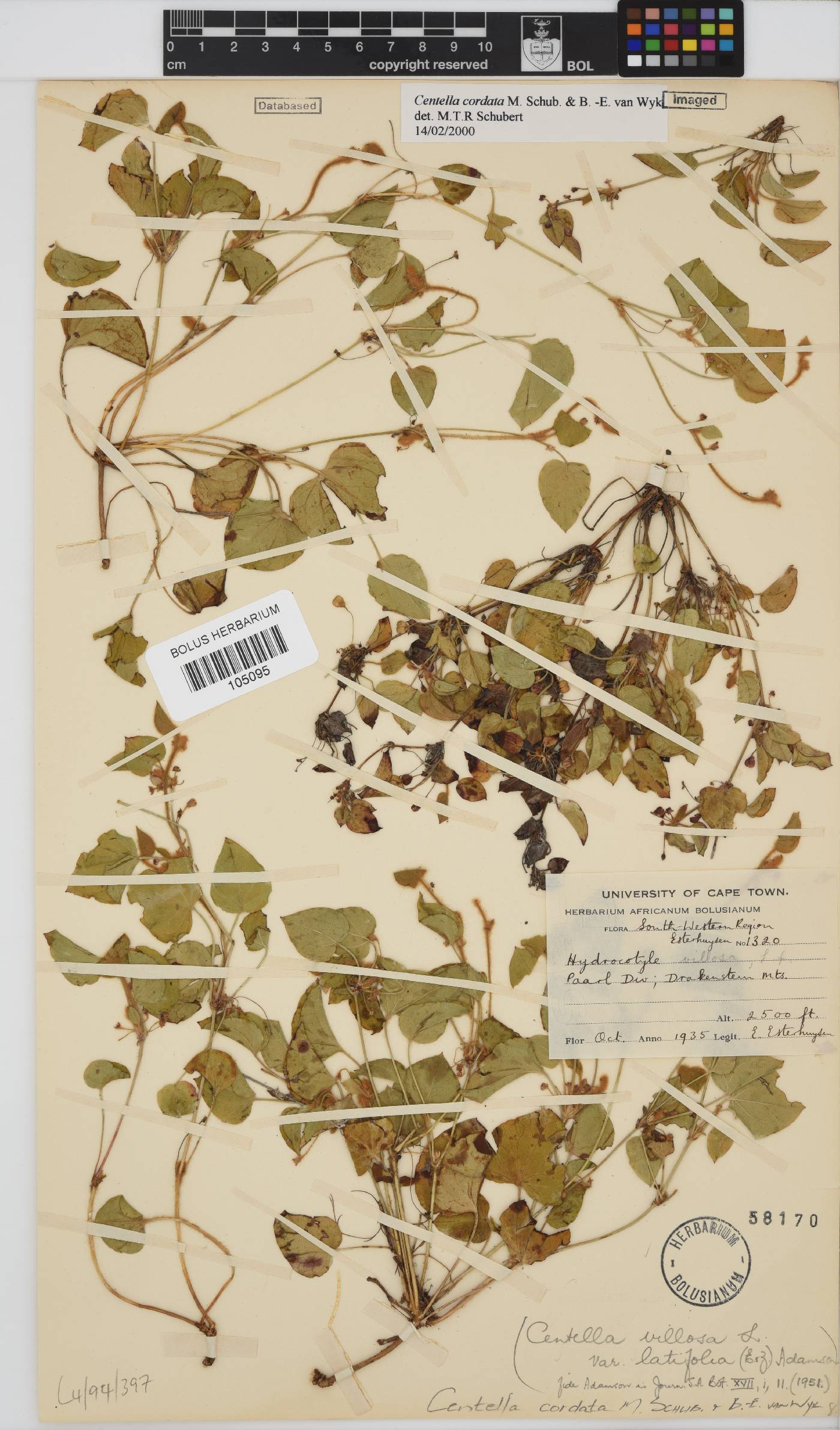 Centella cordata image