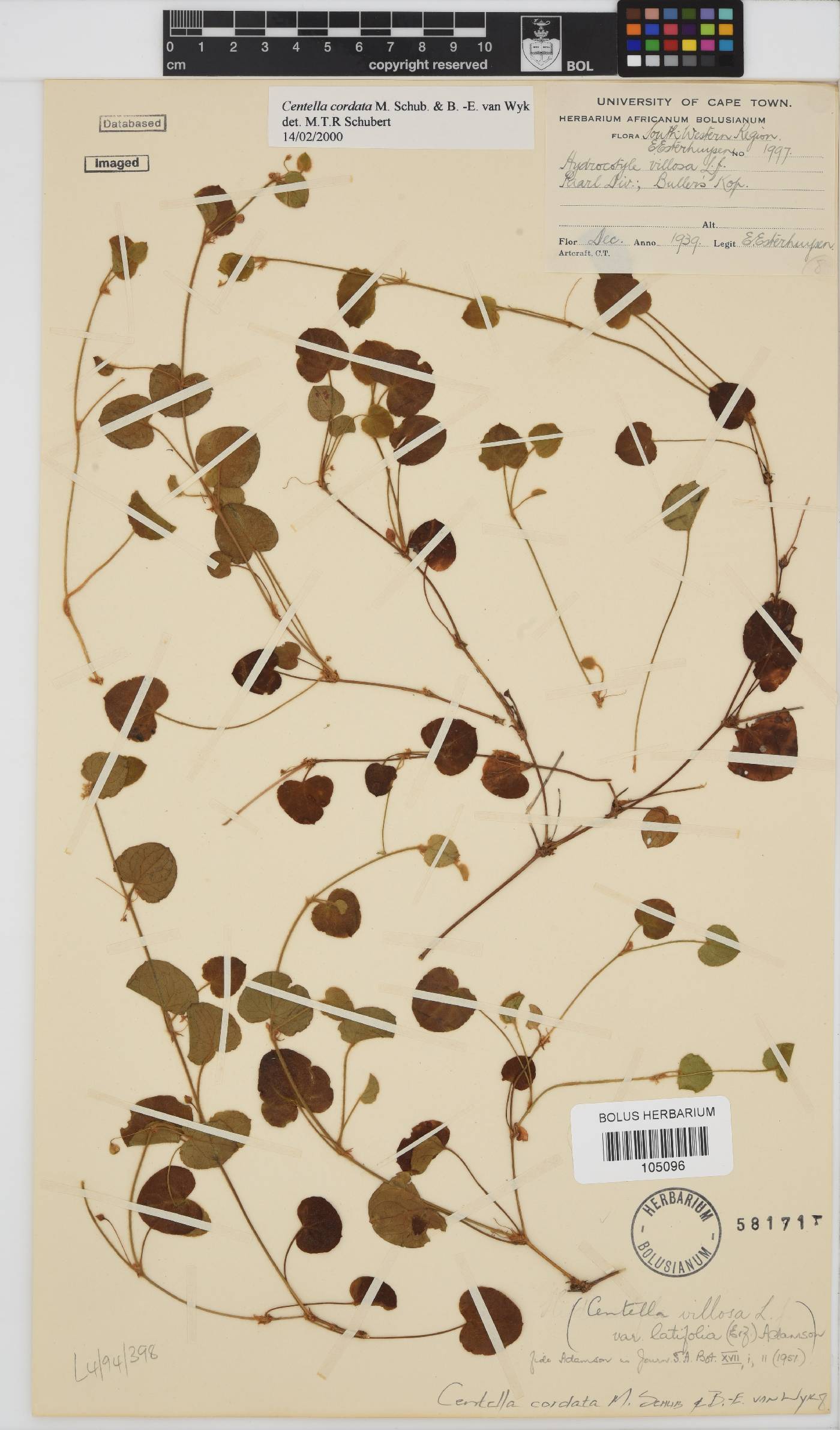Centella cordata image