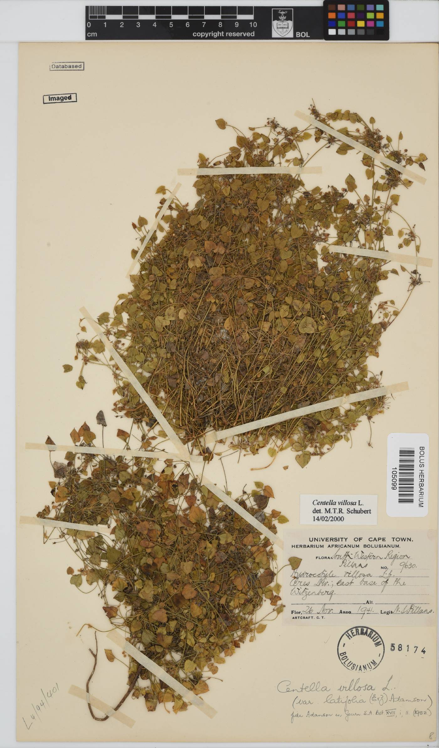Centella image