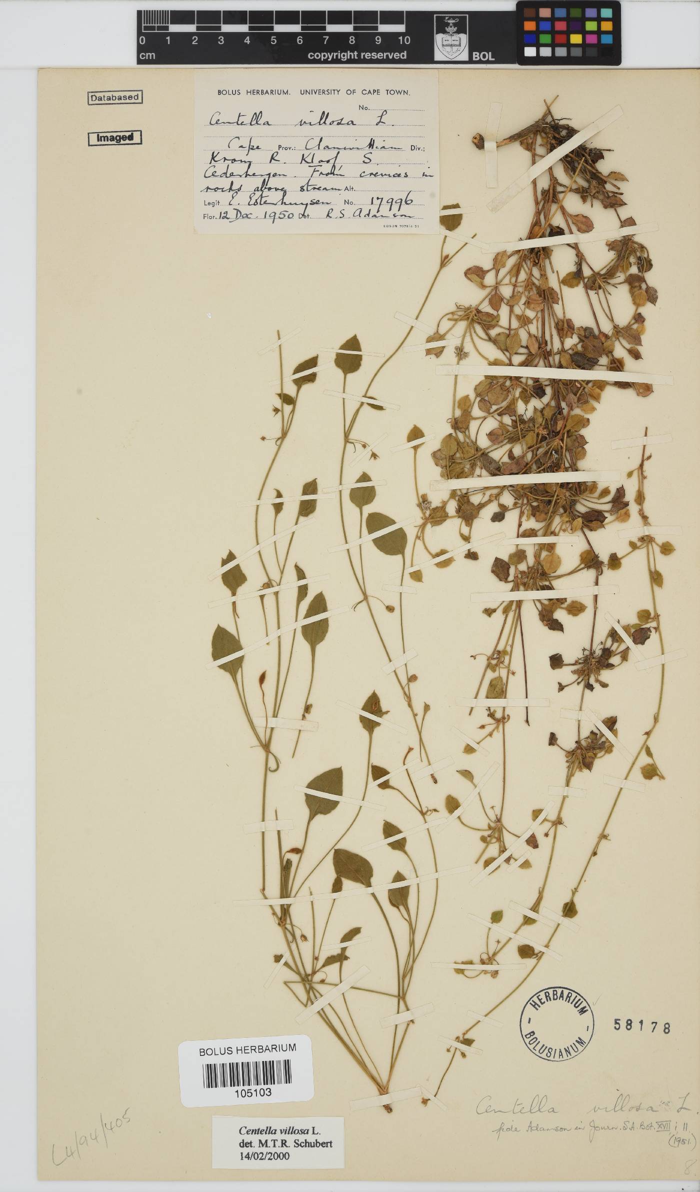 Centella image
