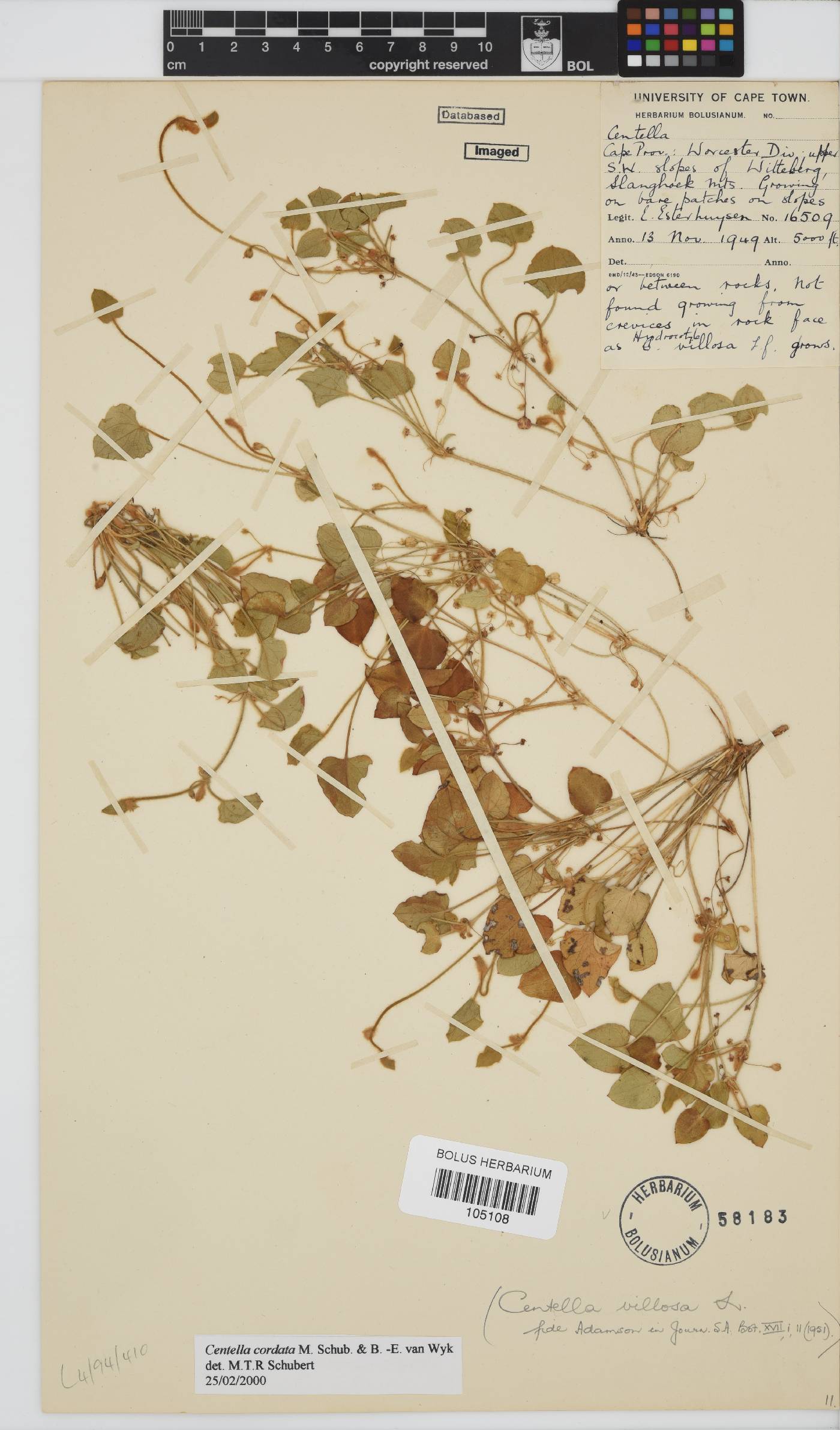 Centella cordata image