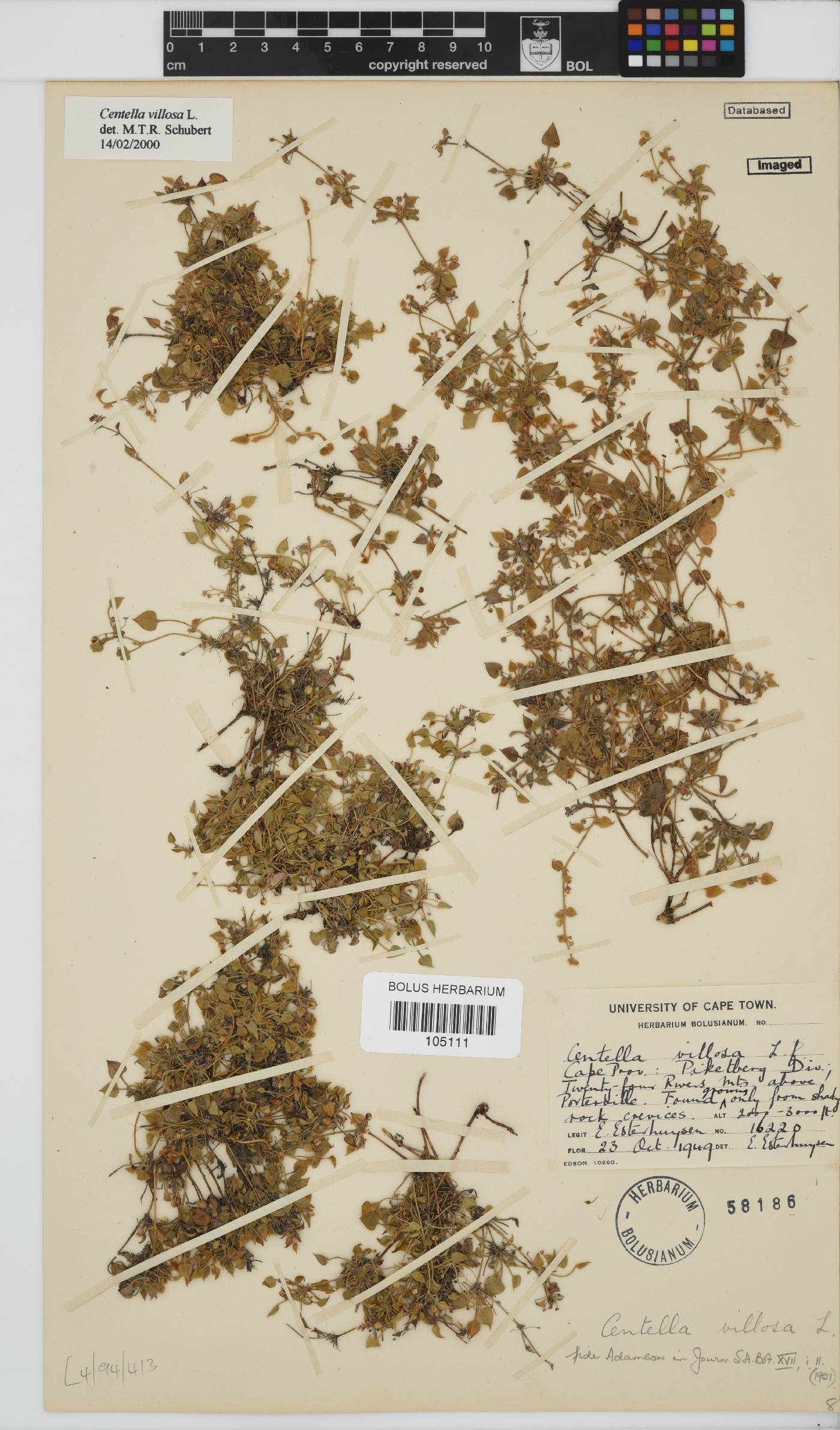 Centella villosa image